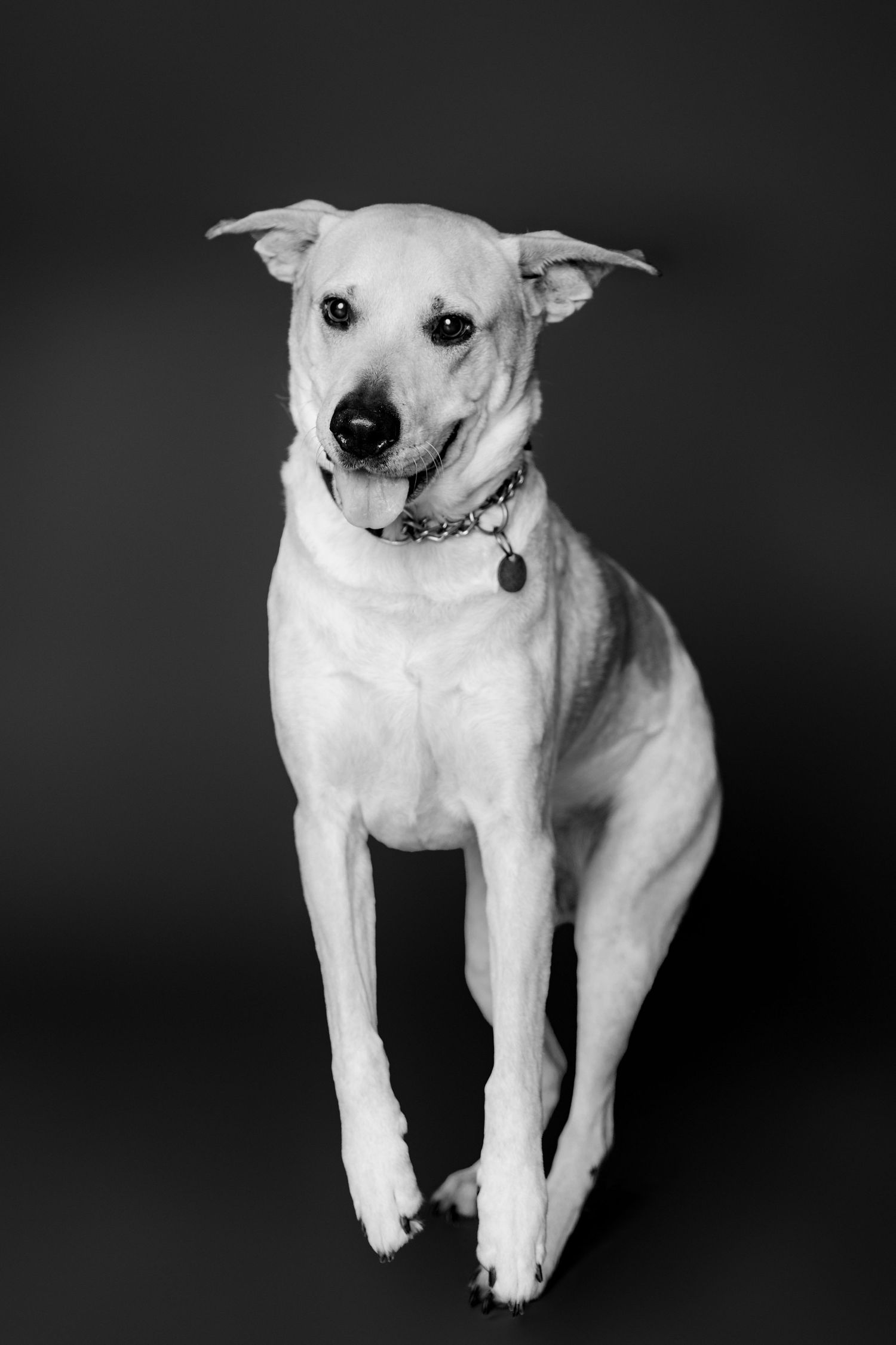 Black and white photo series showing a white dog in different poses against a dark background.