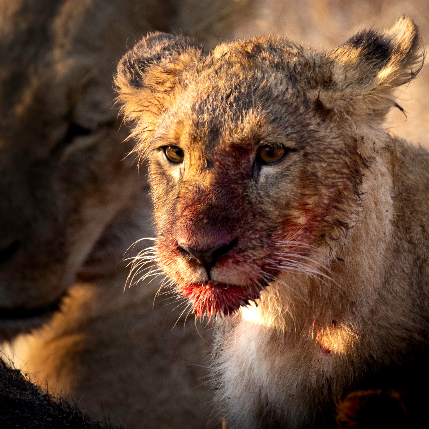 Lion cub after a healthy breakfast of water buffalo. Blood on his chin, curious to what the day will bring