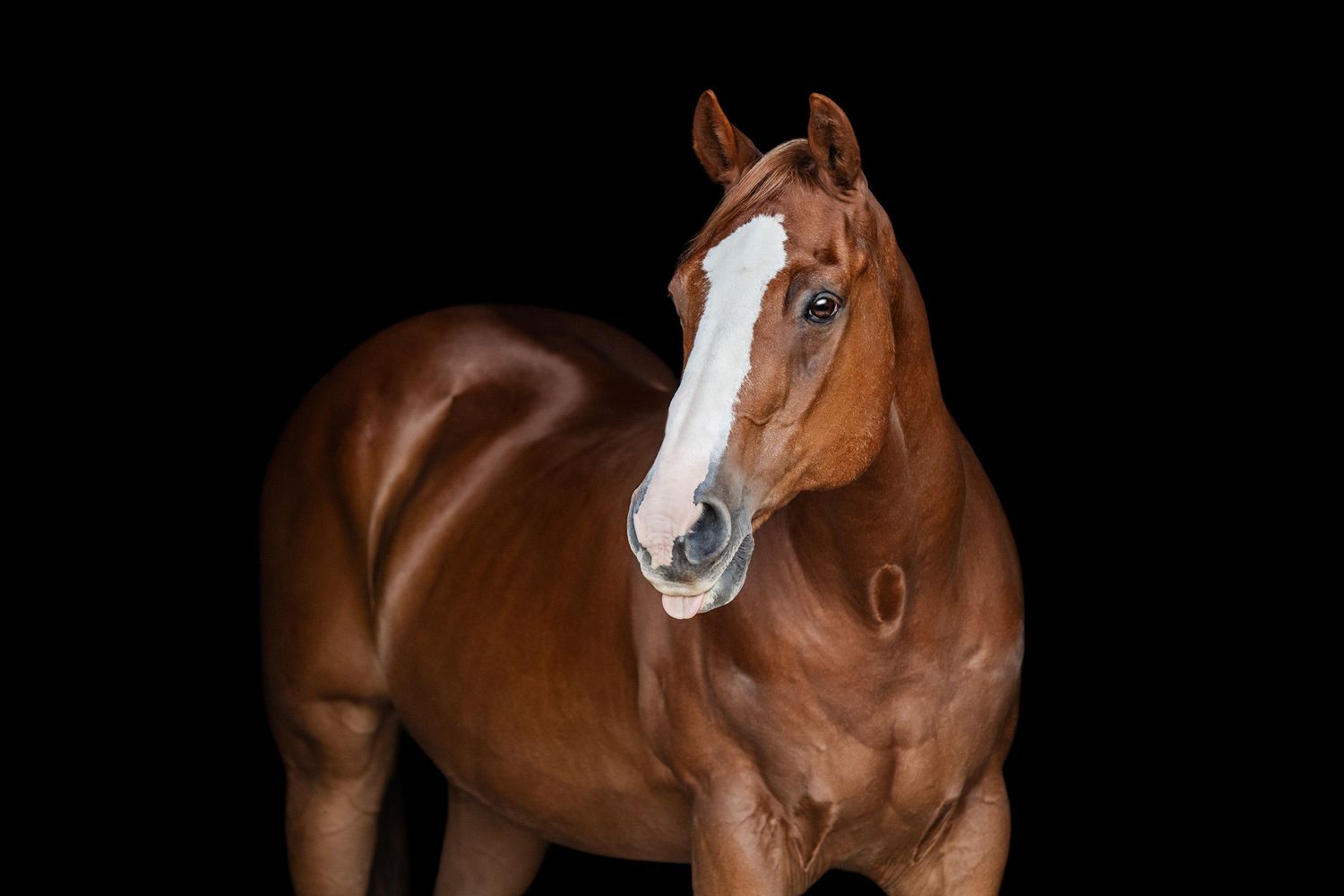 Chestnut horse sticking his tongue out, 3/4 body black background portrait.