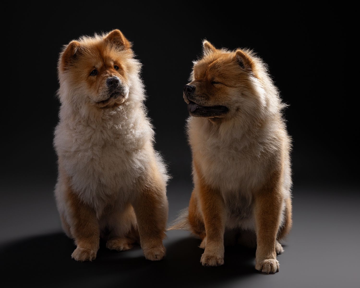 Two fluffy Chow Chow dogs sitting side by side against a dark studio background.