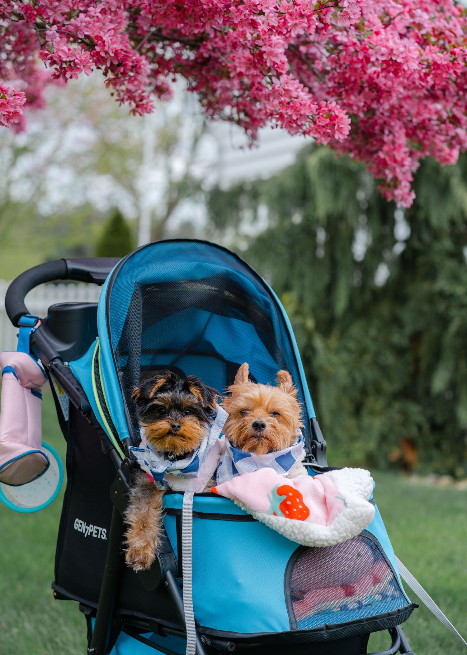 Pet-Focused Product & Lifestyle Photography