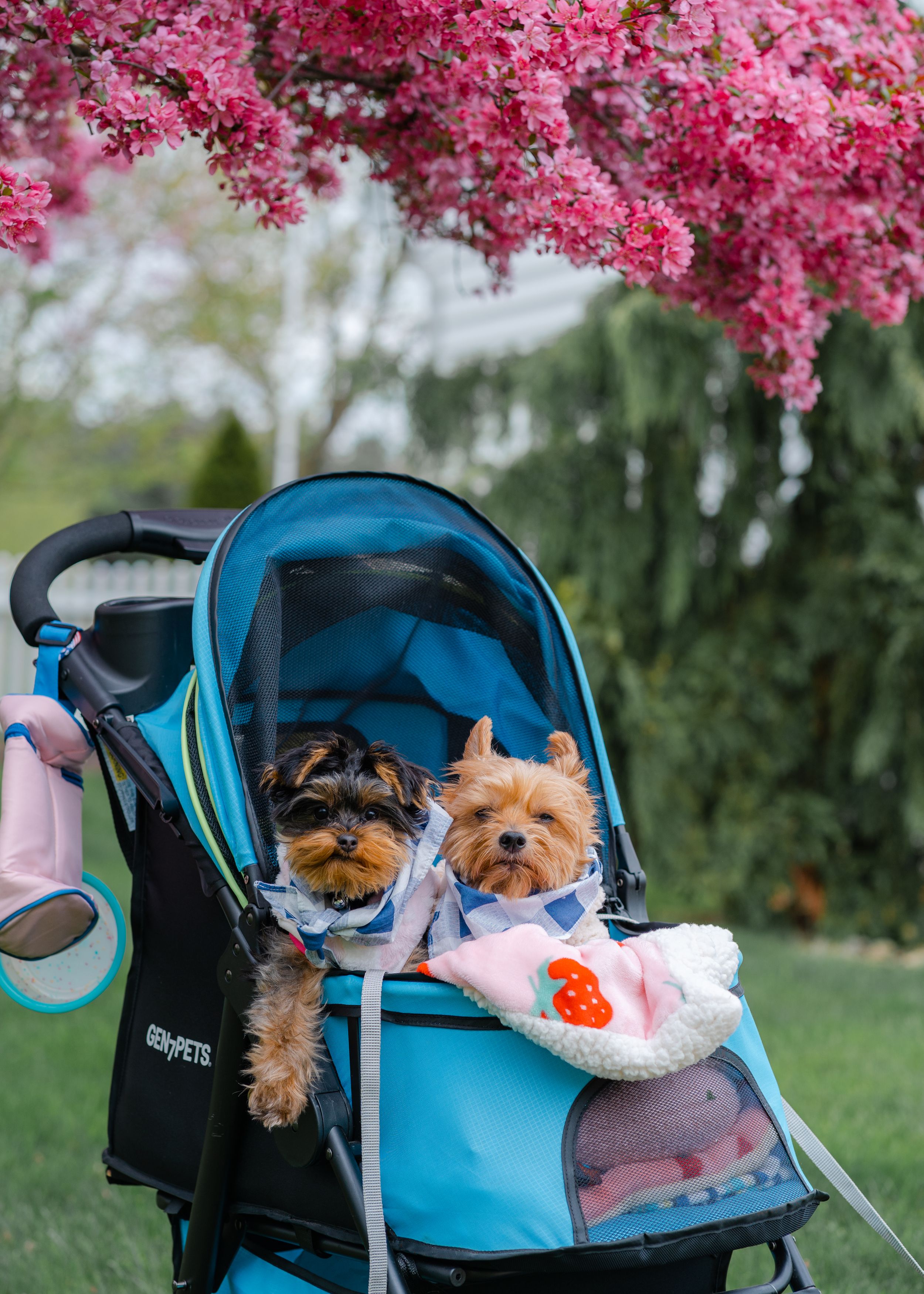 Pet-Focused Product & Lifestyle Photography