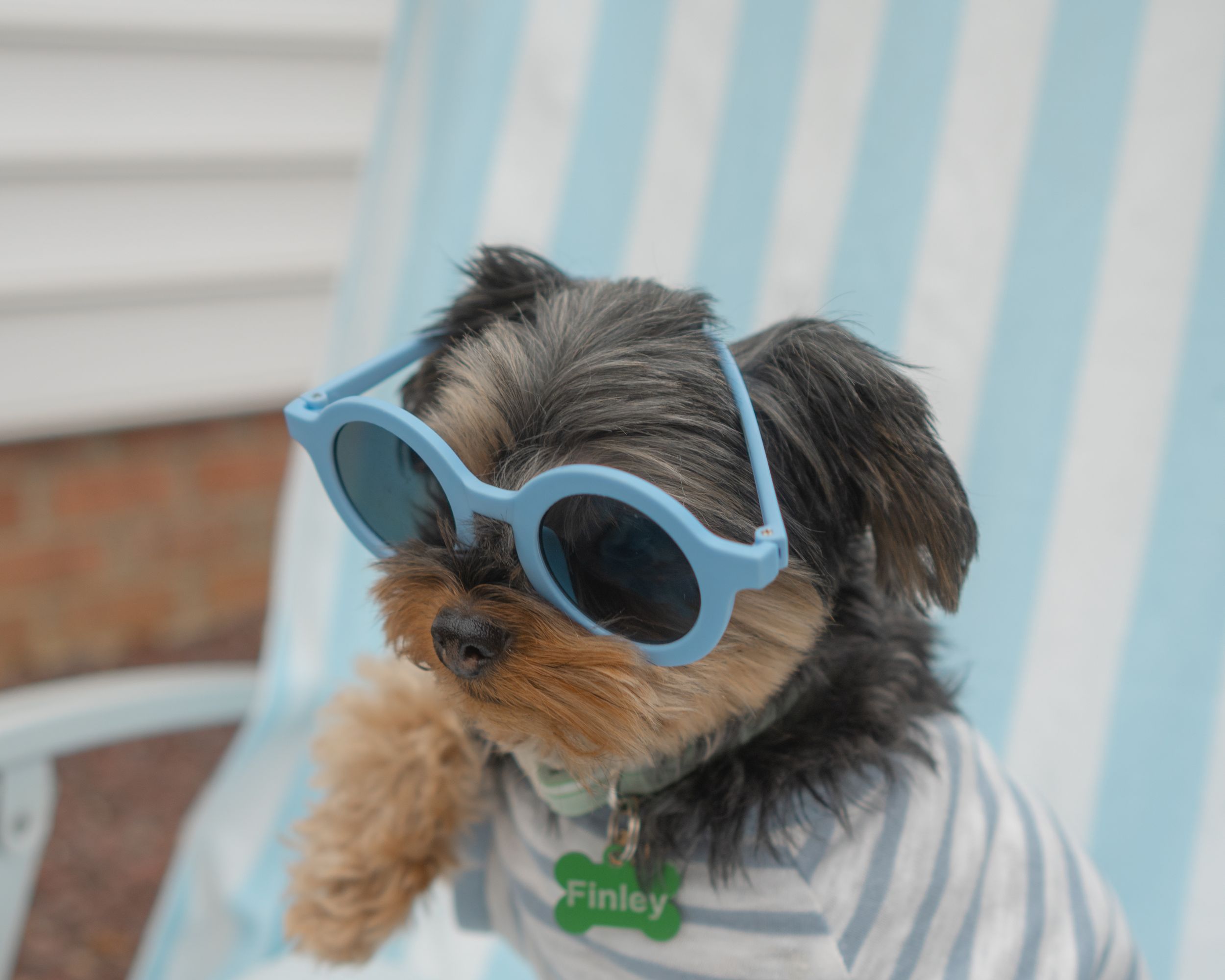 Pet Content & Brand Photography