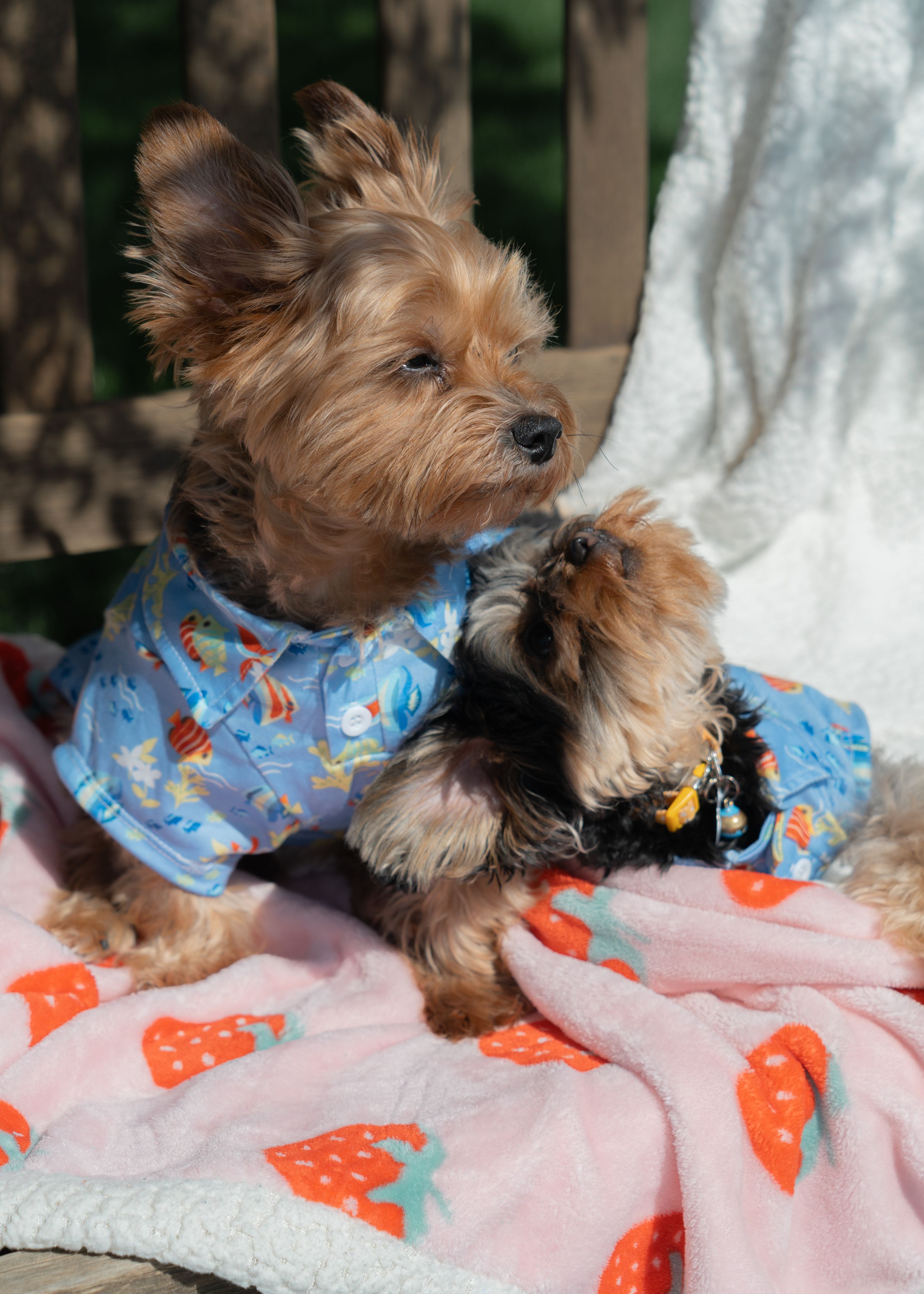 Pet-Focused Product & Lifestyle Photography