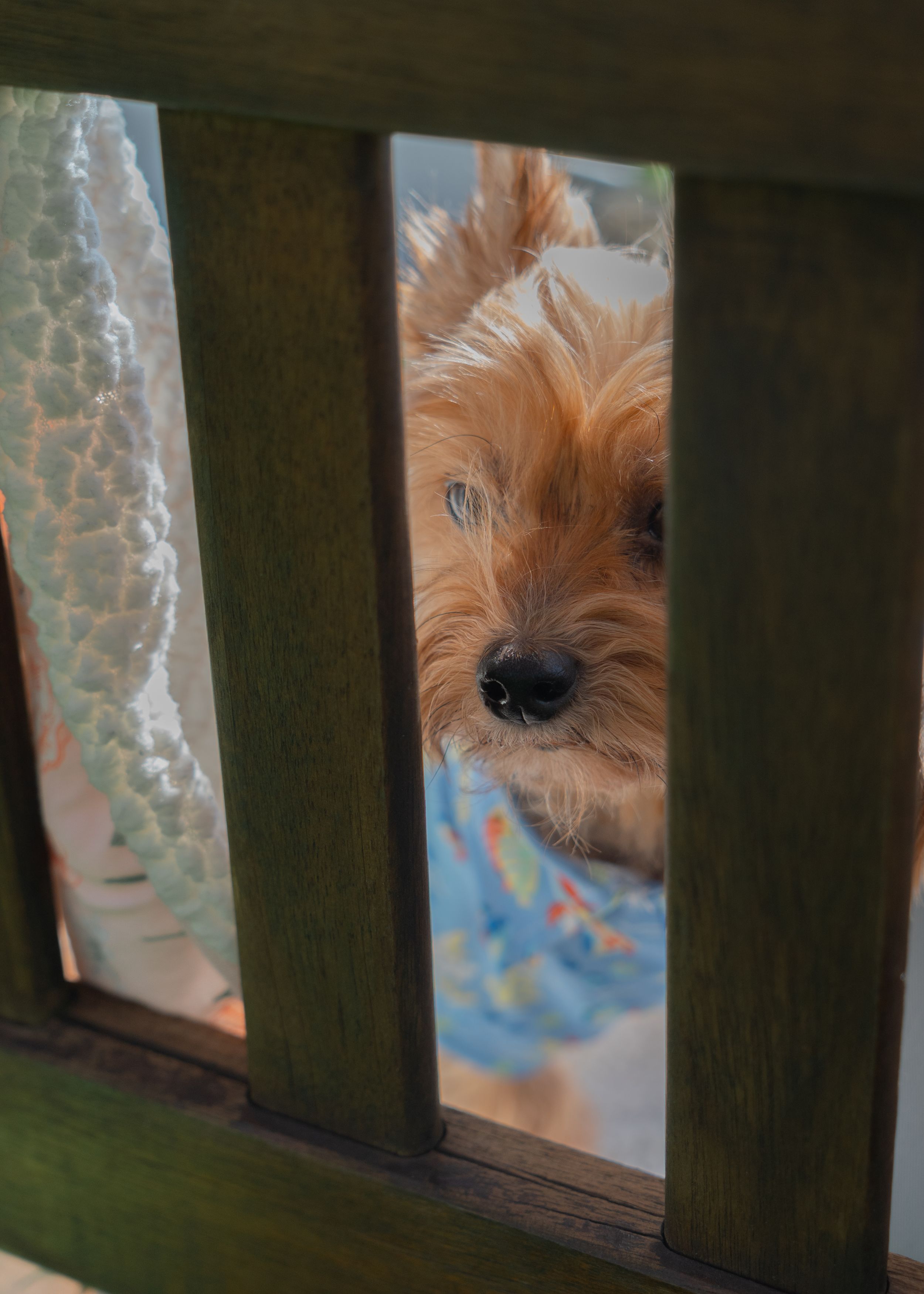 Yorkie
