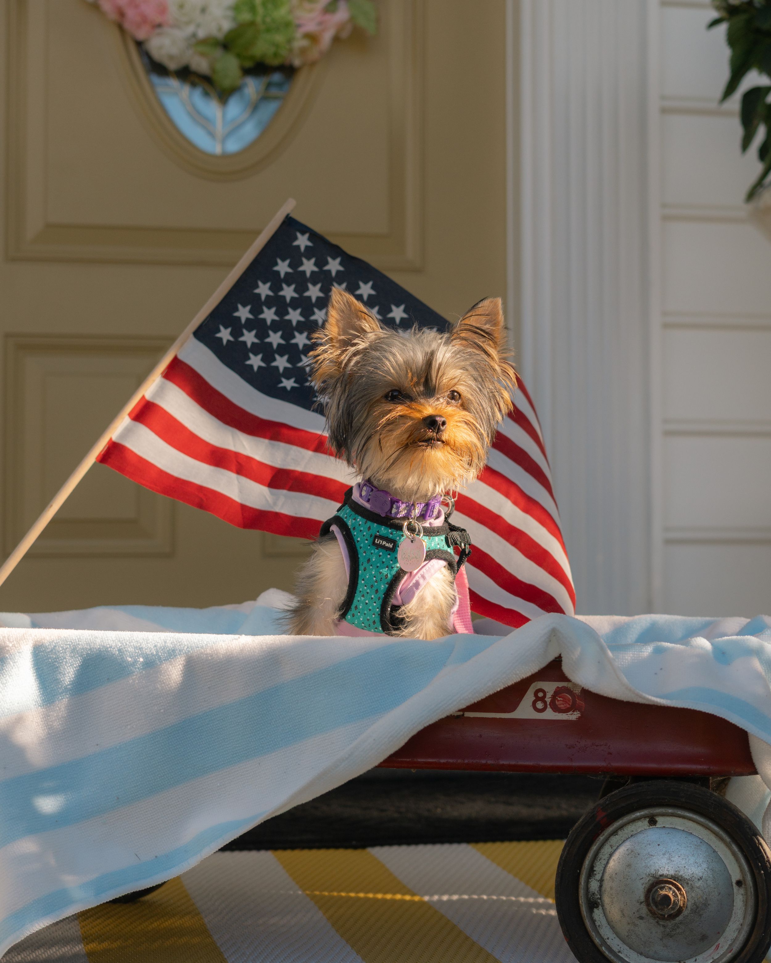 dog photographer-Boardman, Ohio