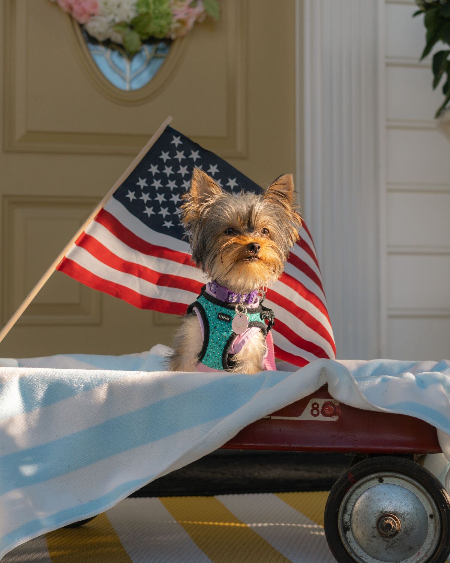 dog photographer-Boardman, Ohio