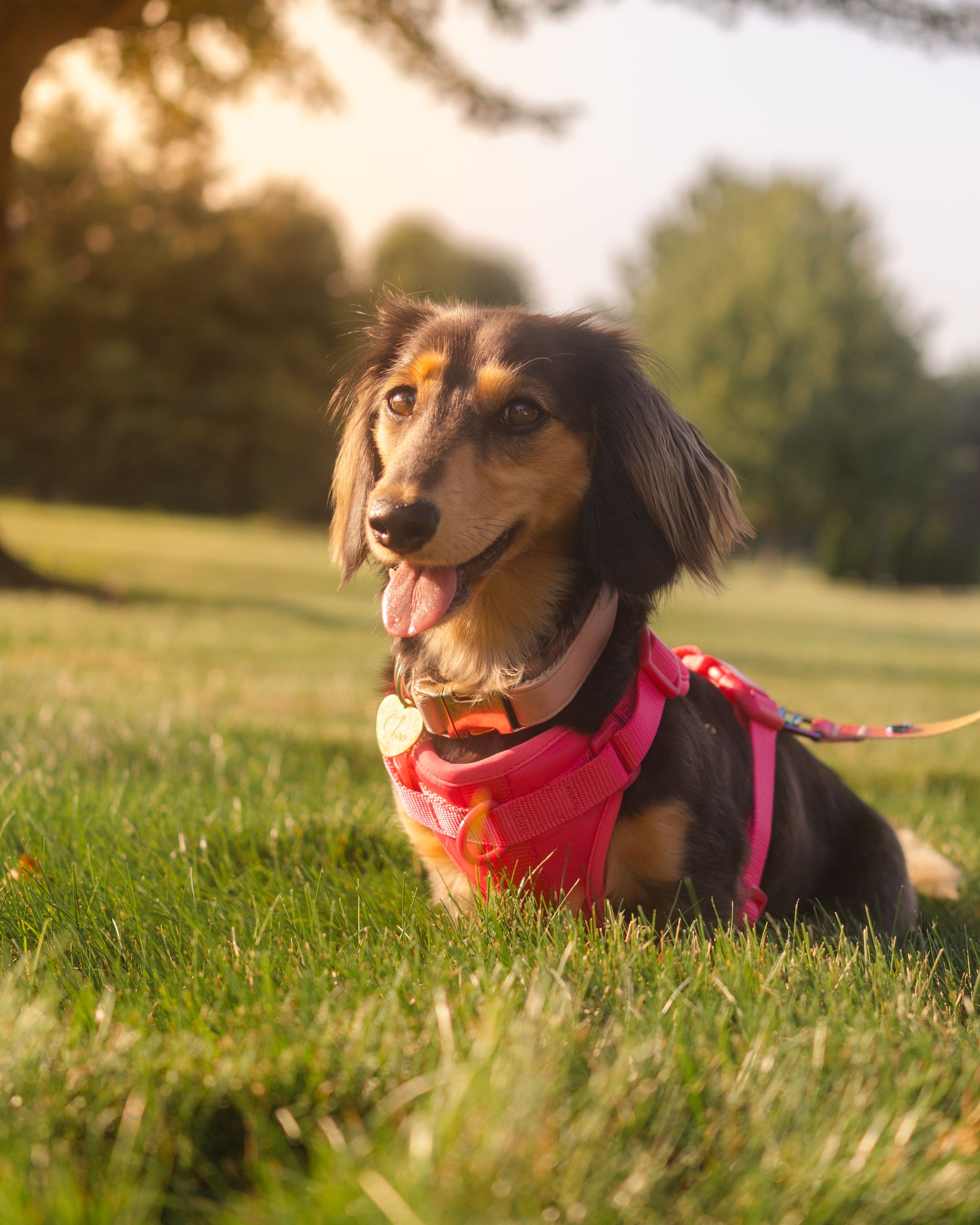 Pet photography, Younstown, Ohio