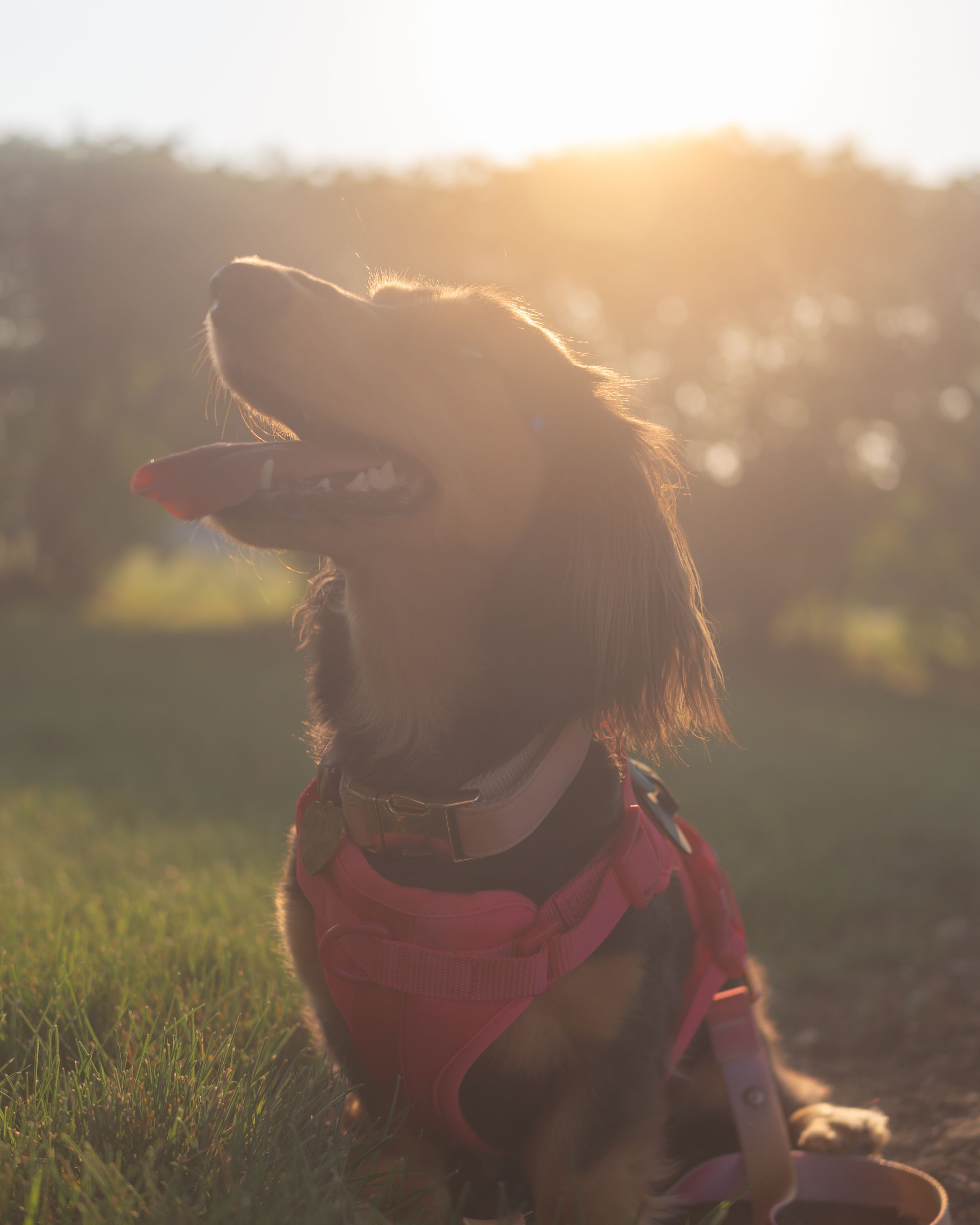 dog photographer, Boardman, Ohio