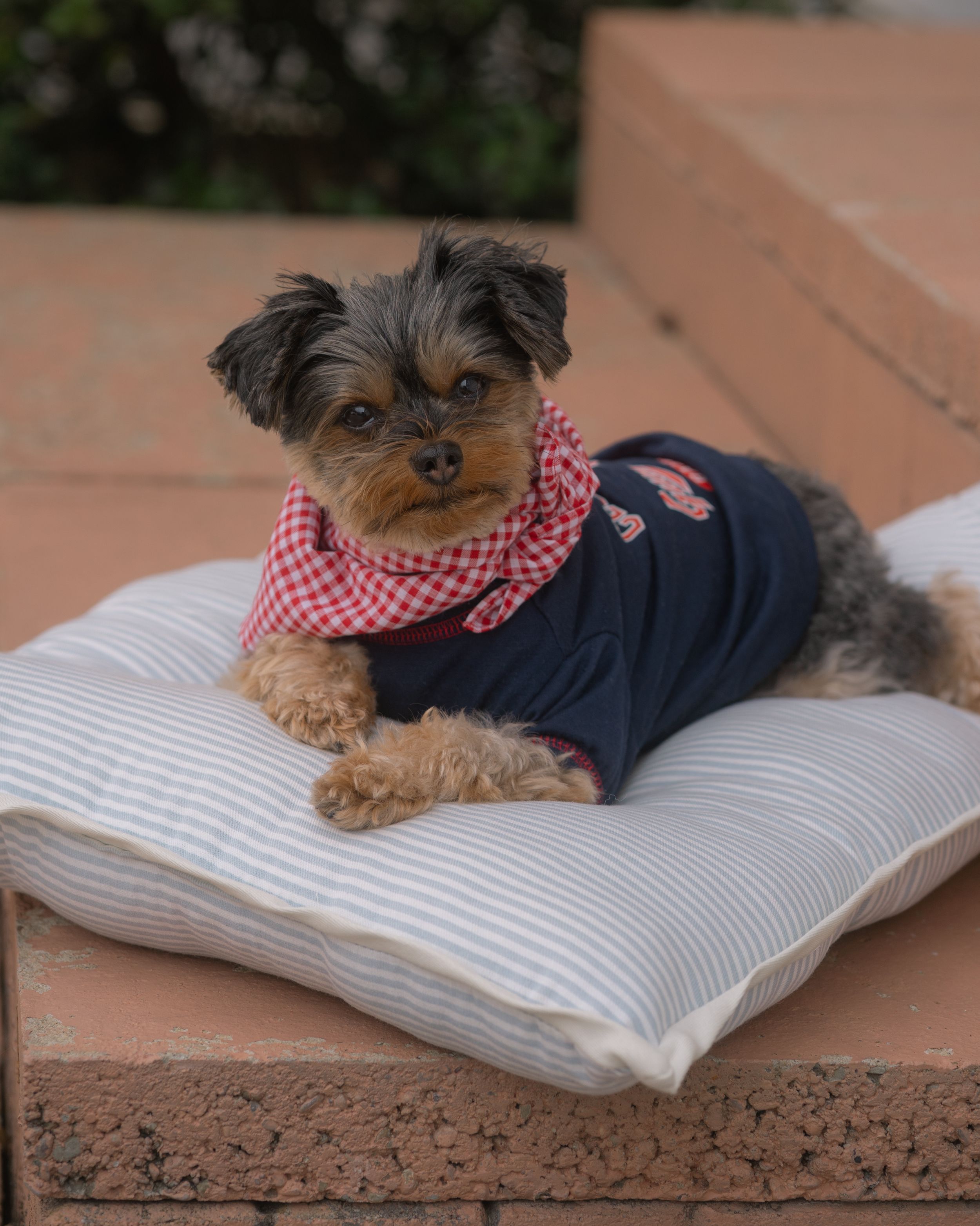 Pet-Focused Product & Lifestyle Photography