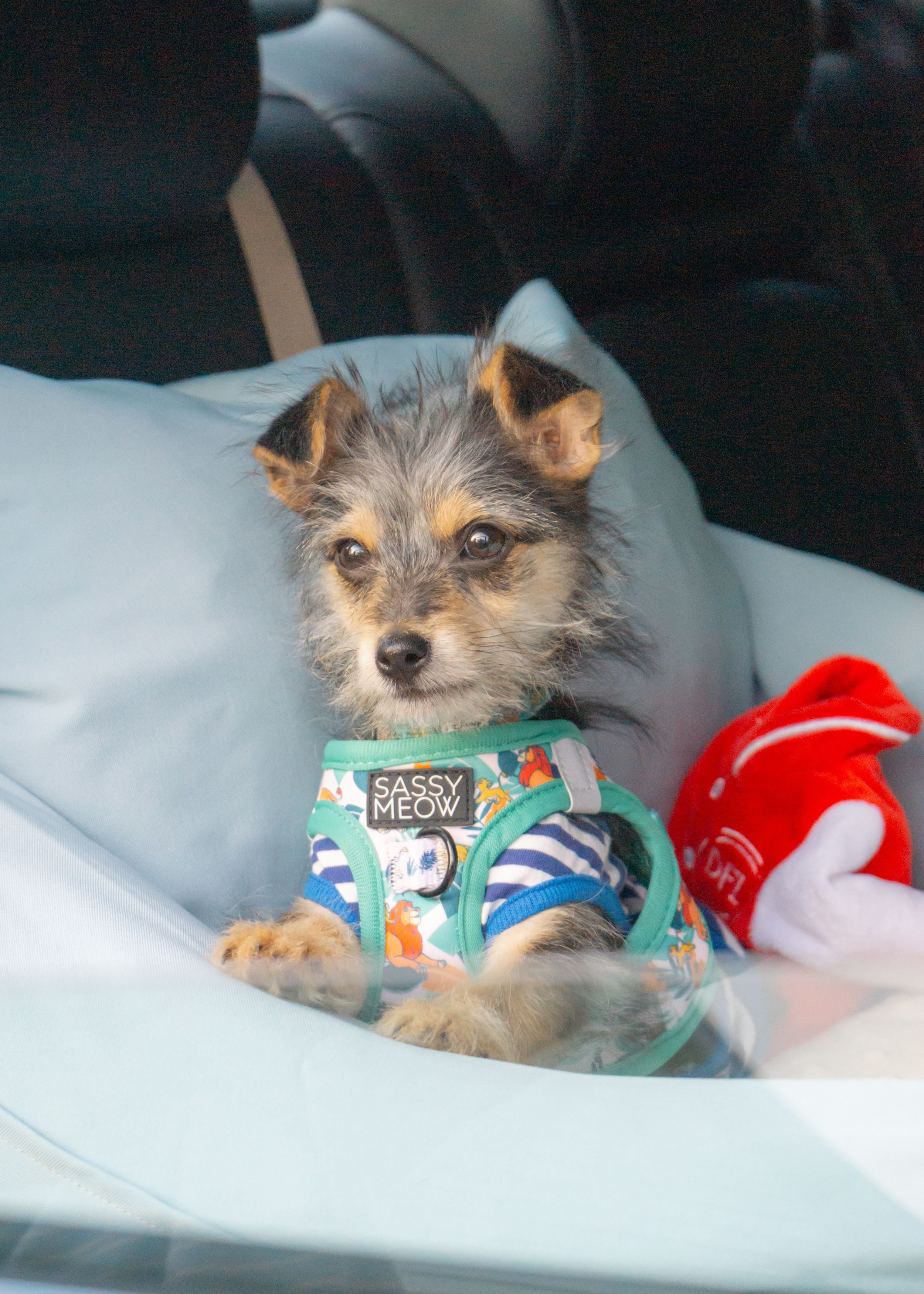 Chorkie Puppy