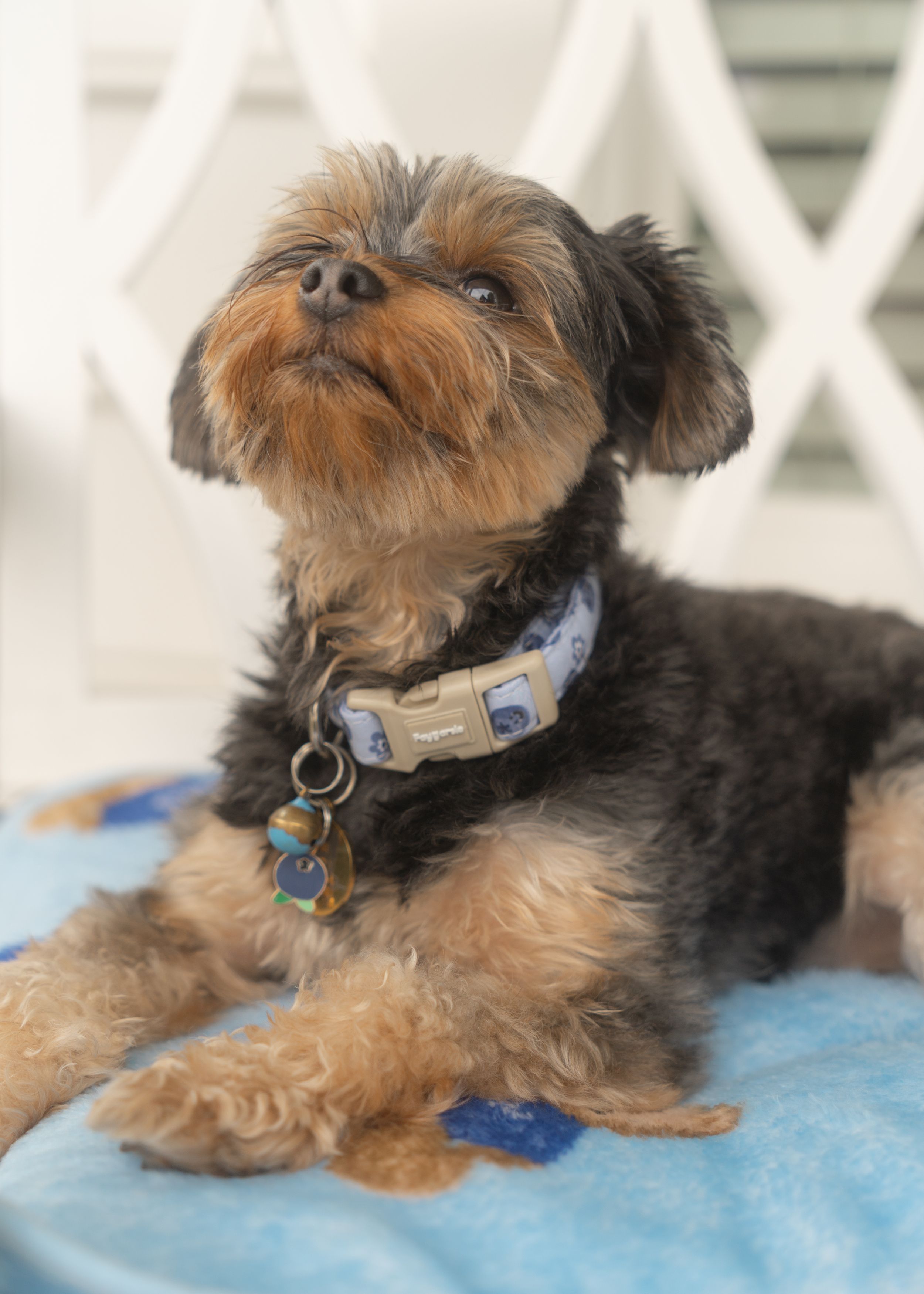 Blueberry dog collar
