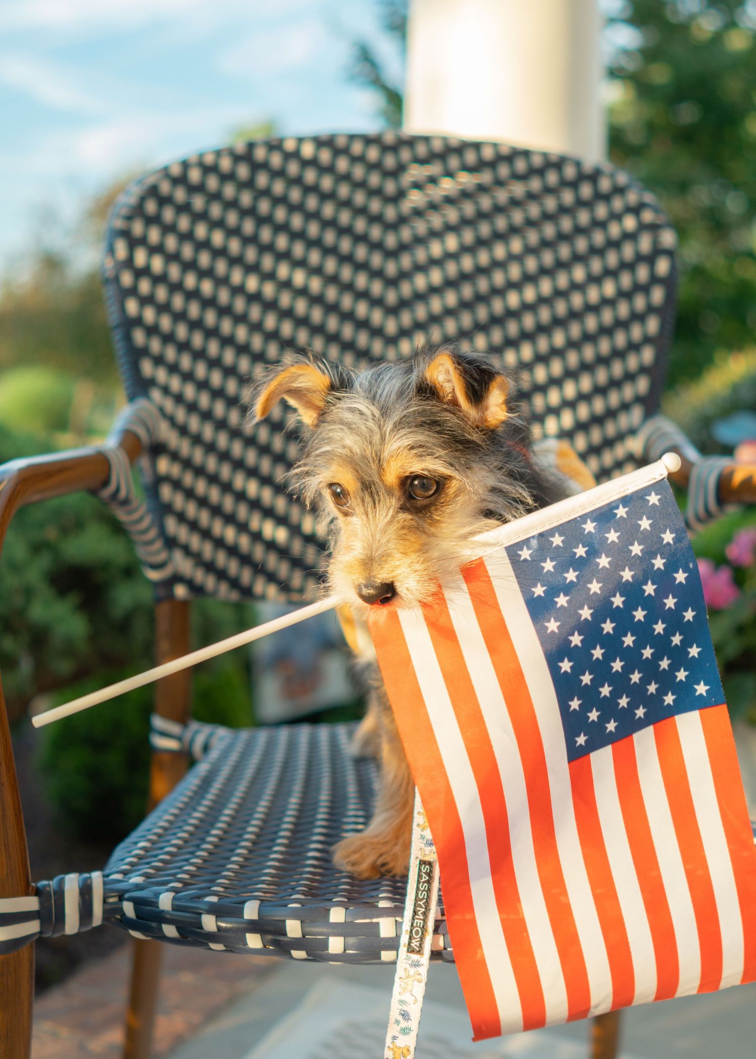 dog holding a flag