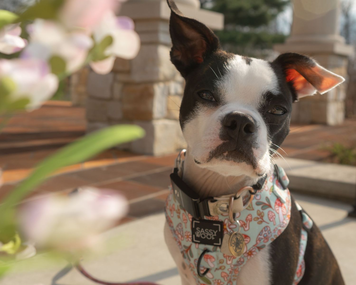 Boston Terrier Puppy