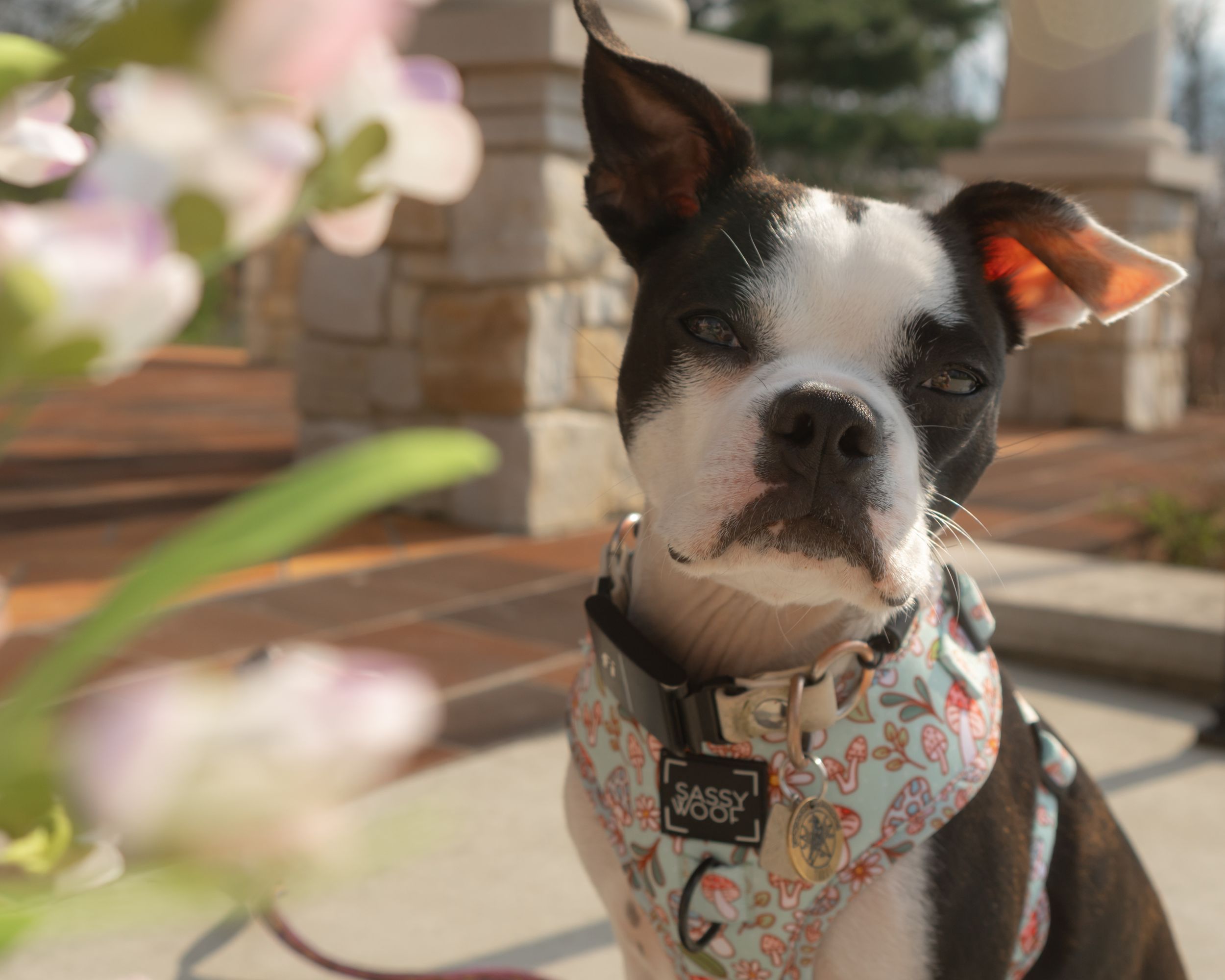 Boston Terrier Puppy