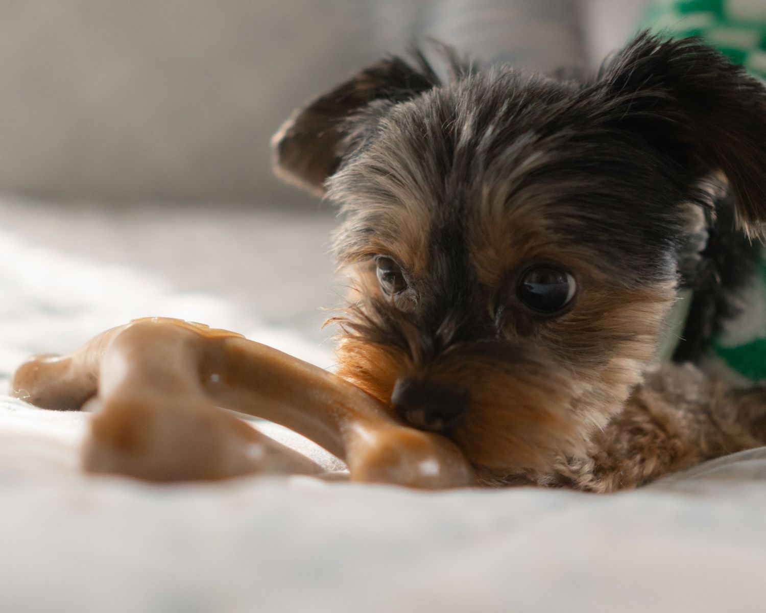 Pet-Focused Product & Lifestyle Photography