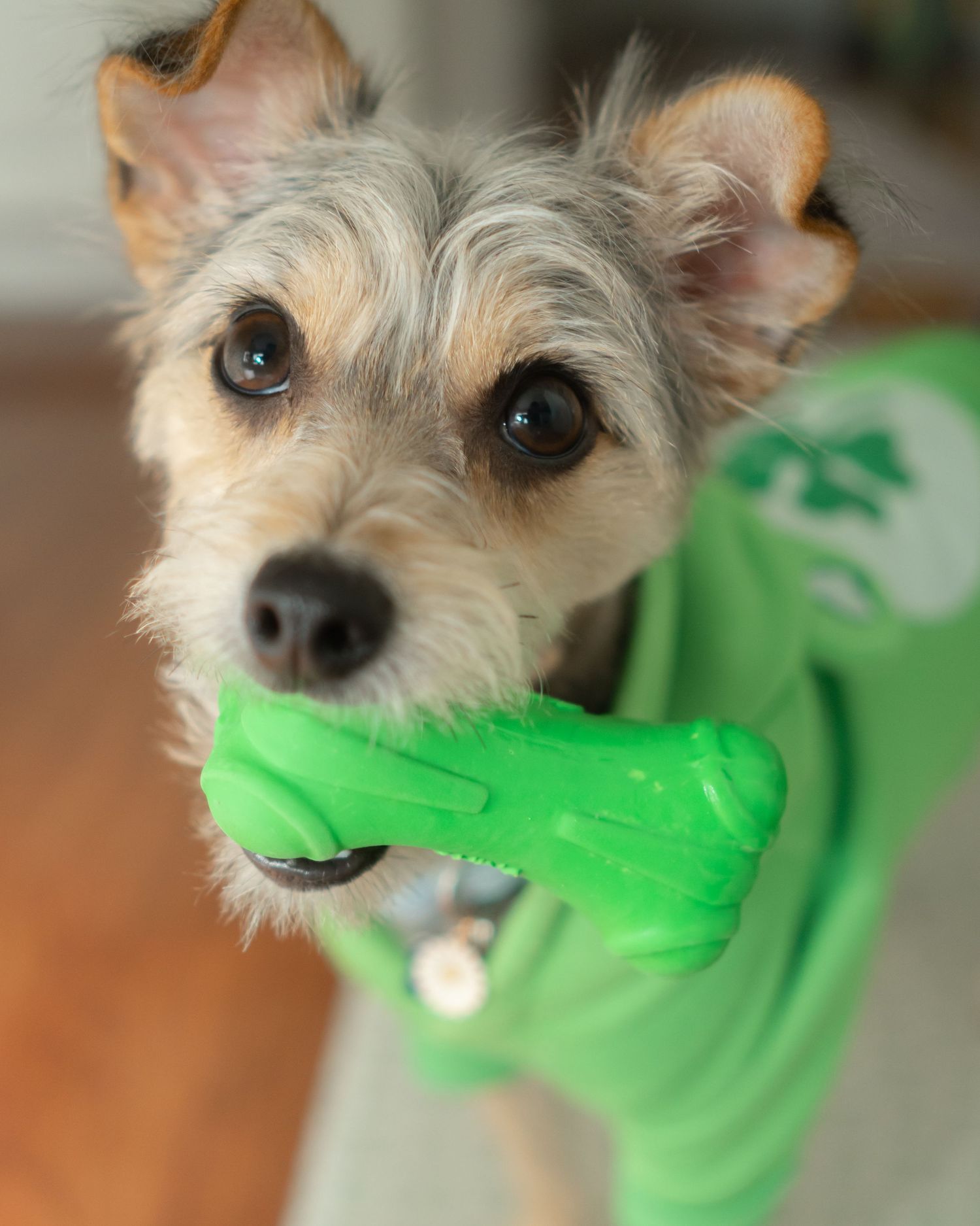 Pet & Brand Content Studio
