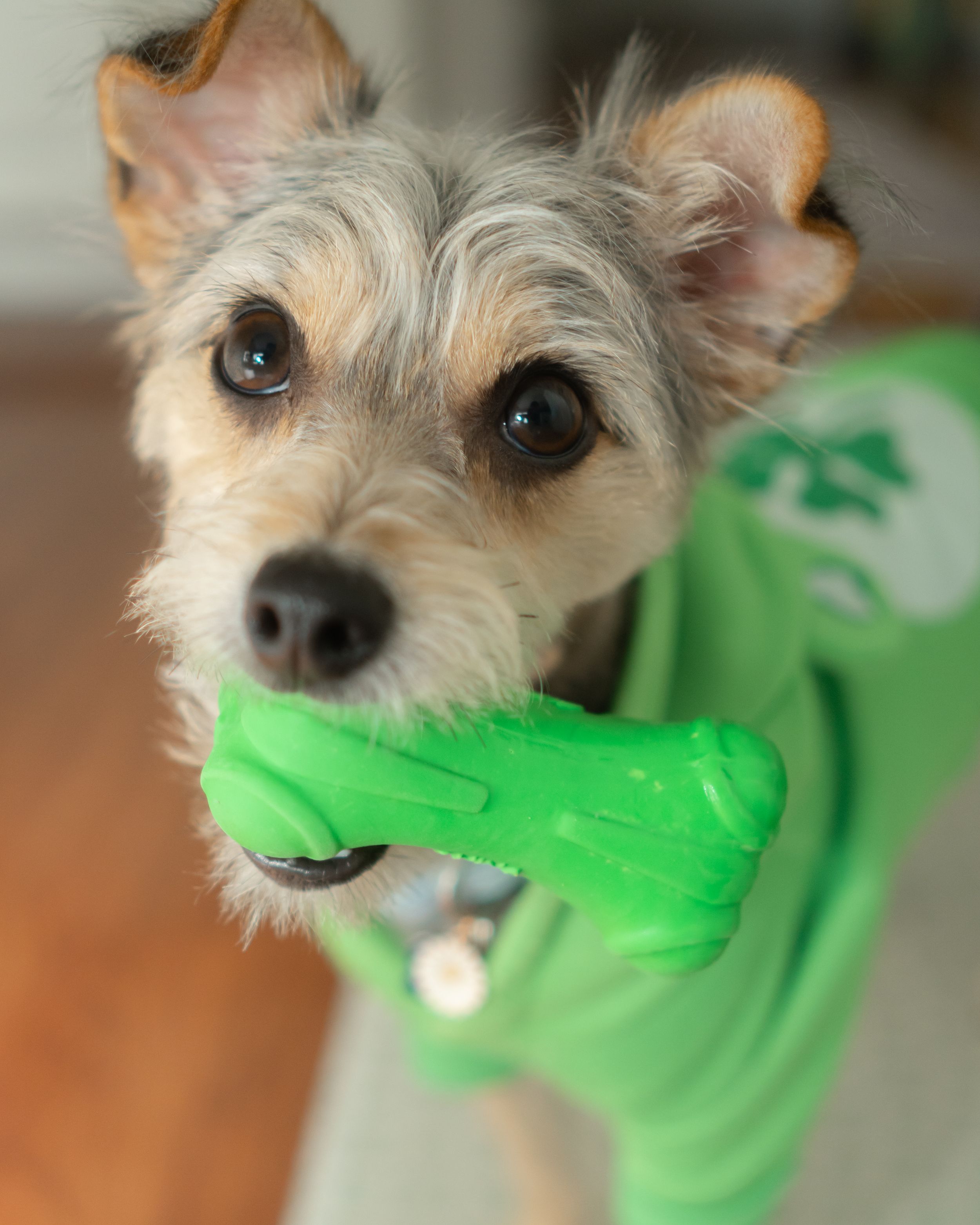 Pet & Brand Content Studio