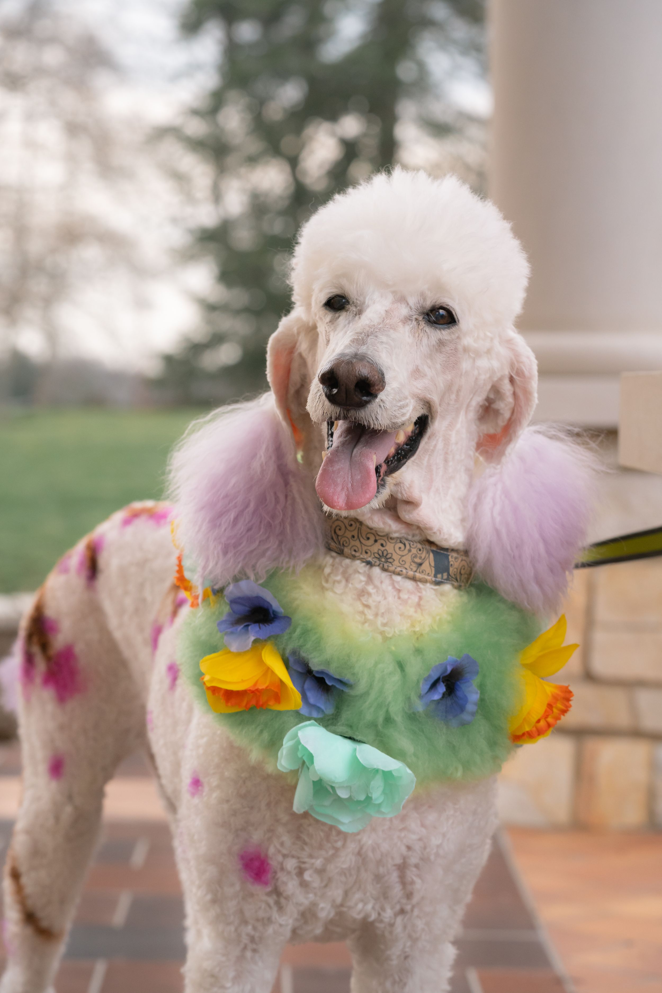 Pet & Product Photography