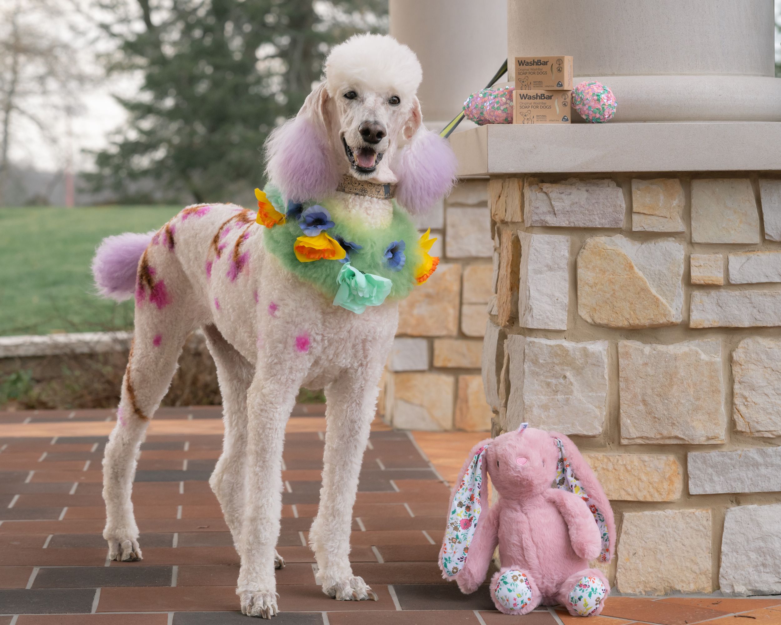 Standard white poodle