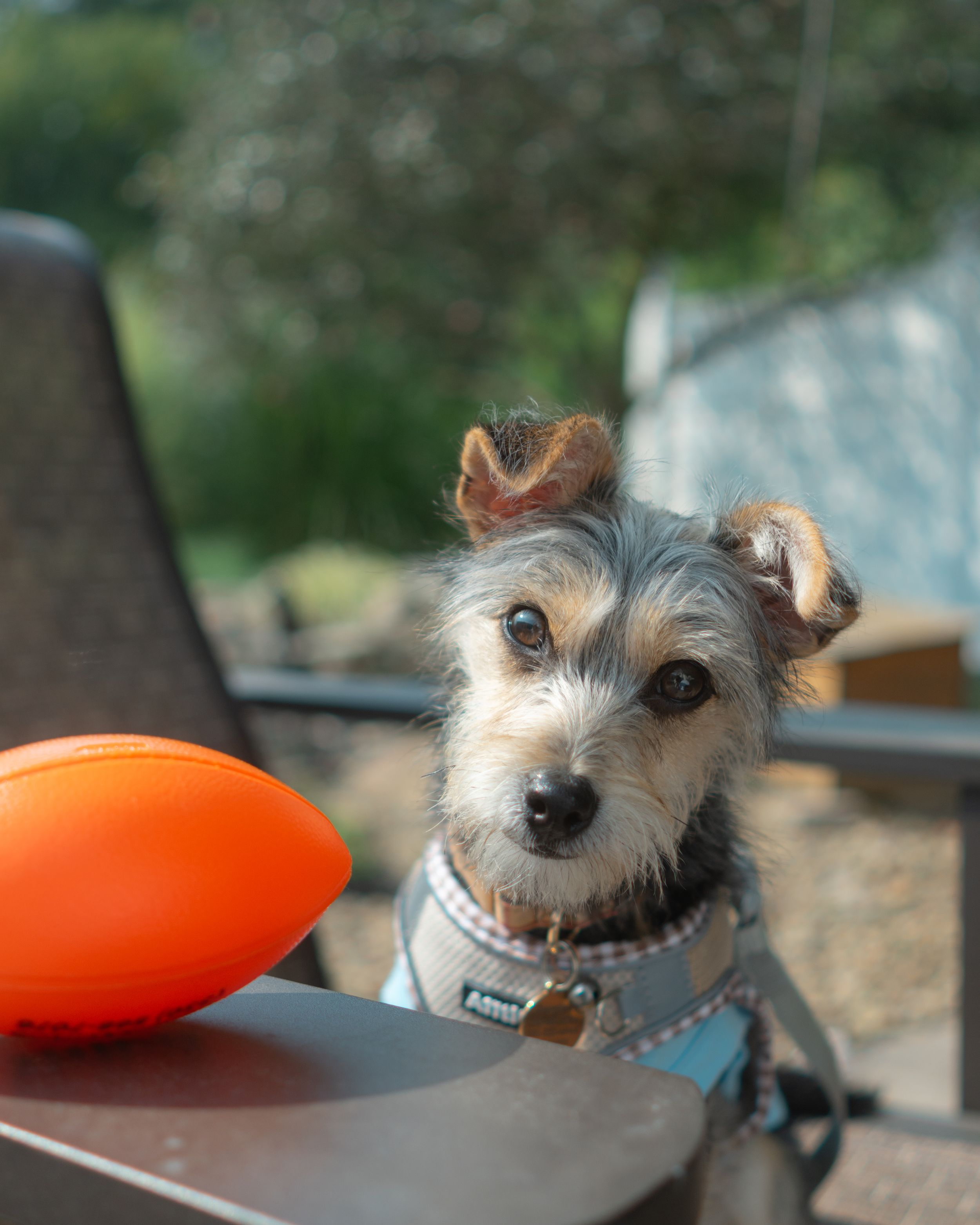Chorkie Dog