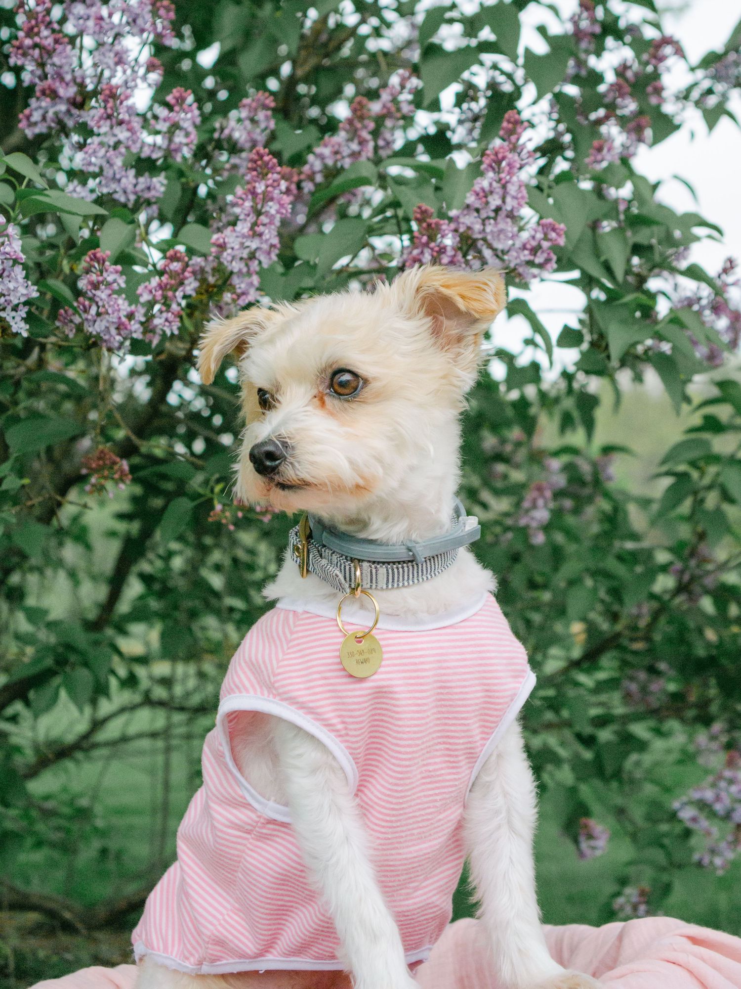 Pet-Focused Product & Lifestyle Photography