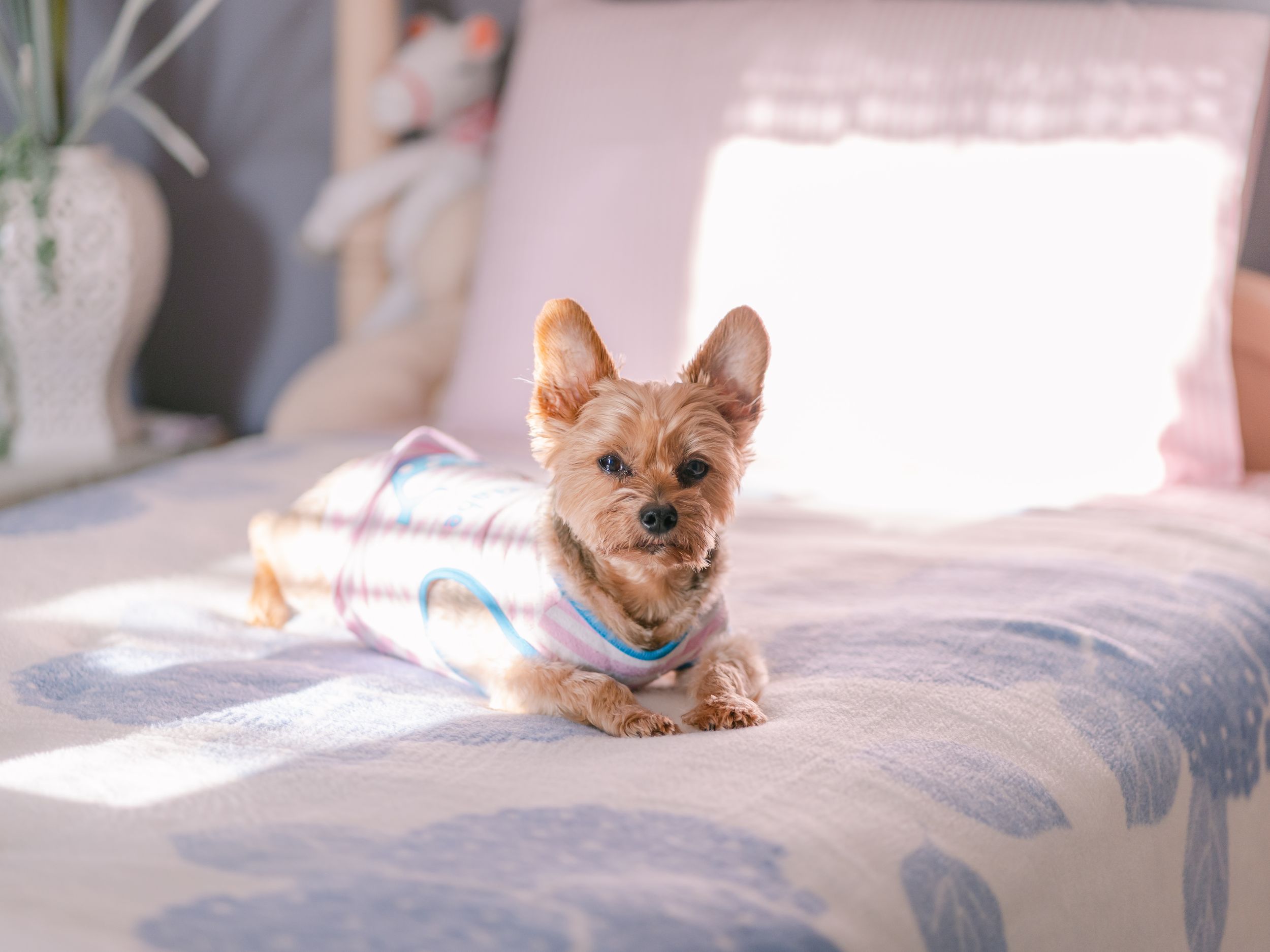 Pet & Product Photography