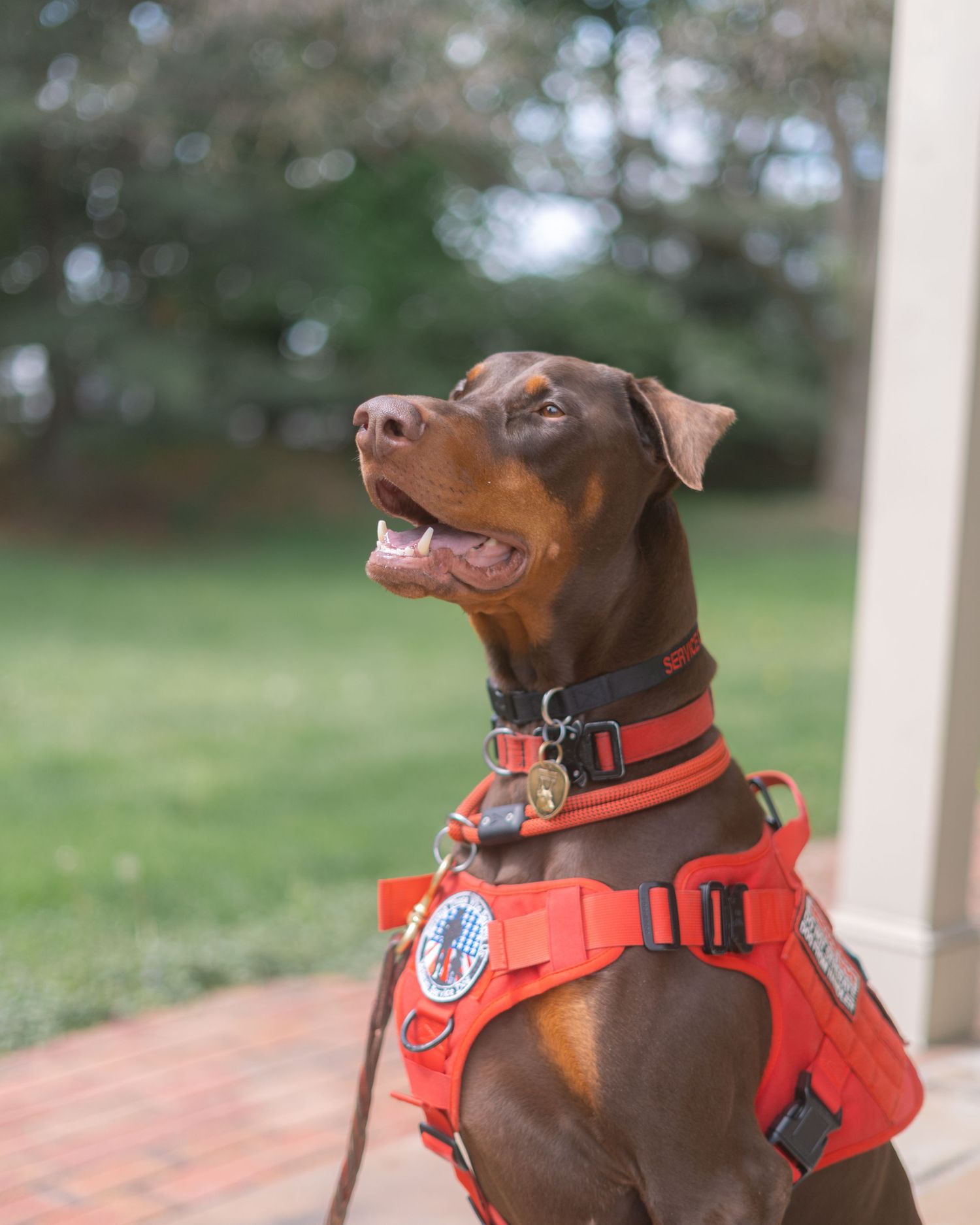 brown doberman