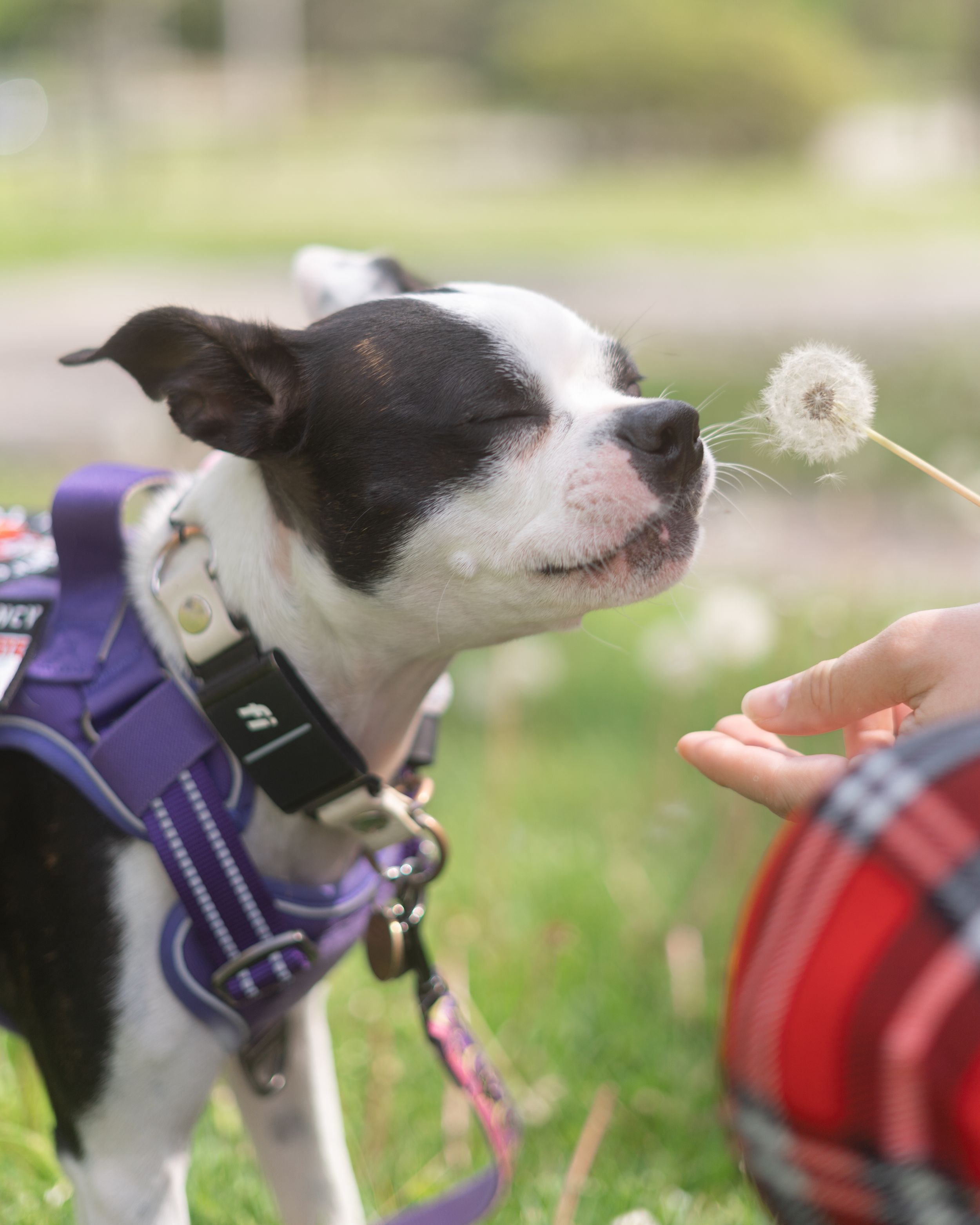 Youngstown, Ohio pet photographer