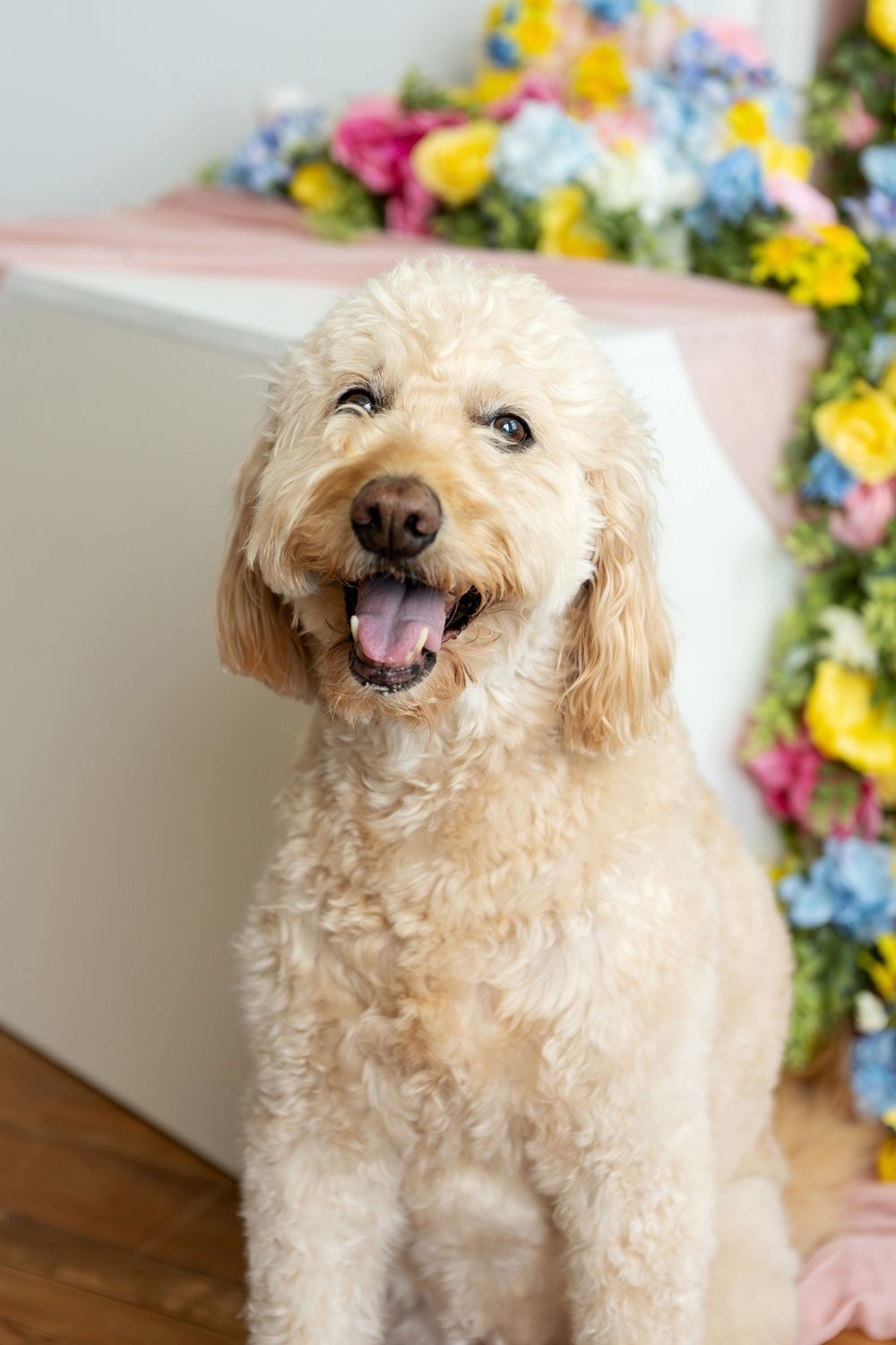 Close-up portrait of a happy golden doodle dog with mouth open, sitting in front of colorful spring flower decorations.