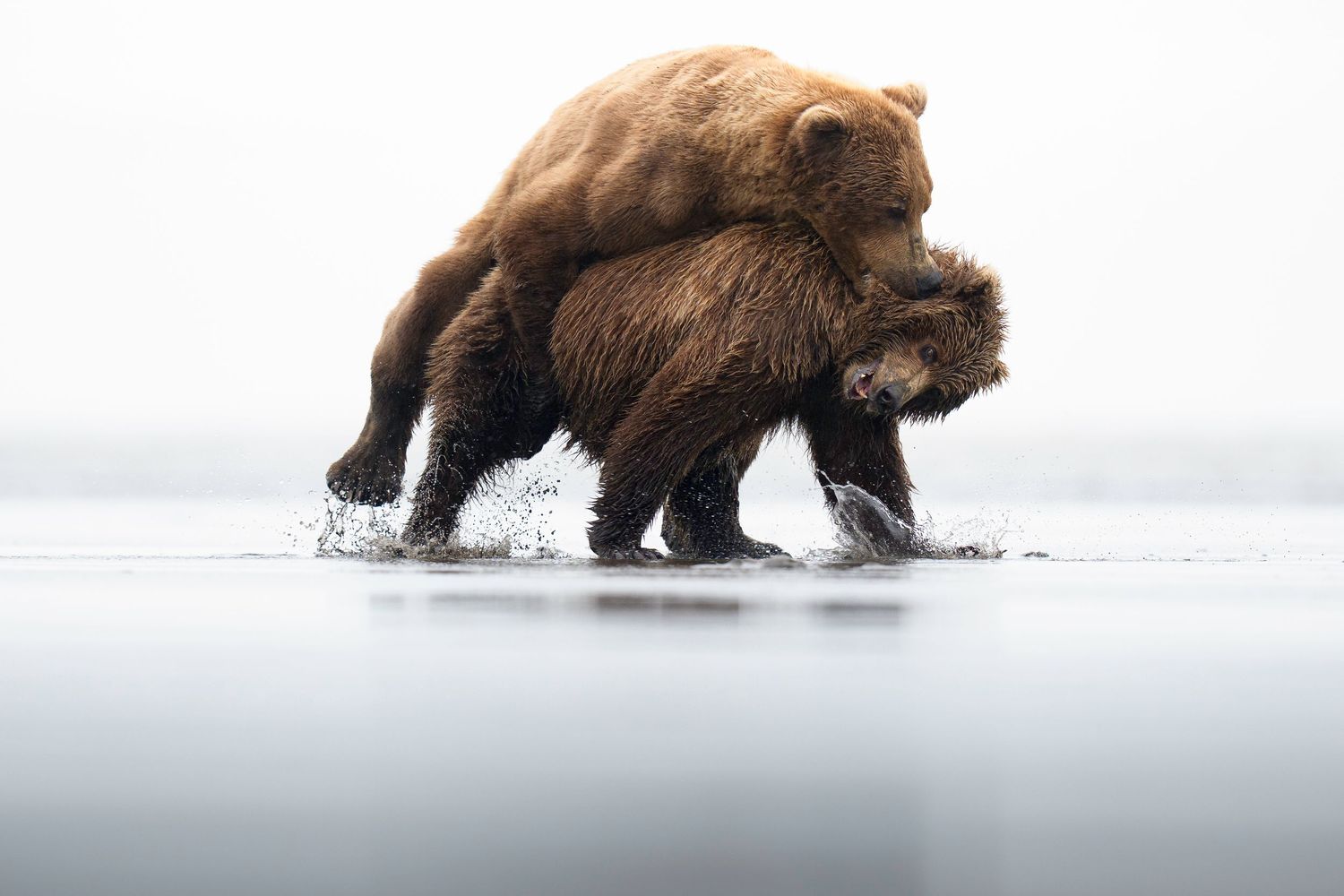 A brown bear wades through shallow water while hunting for fish in a misty wilderness setting.