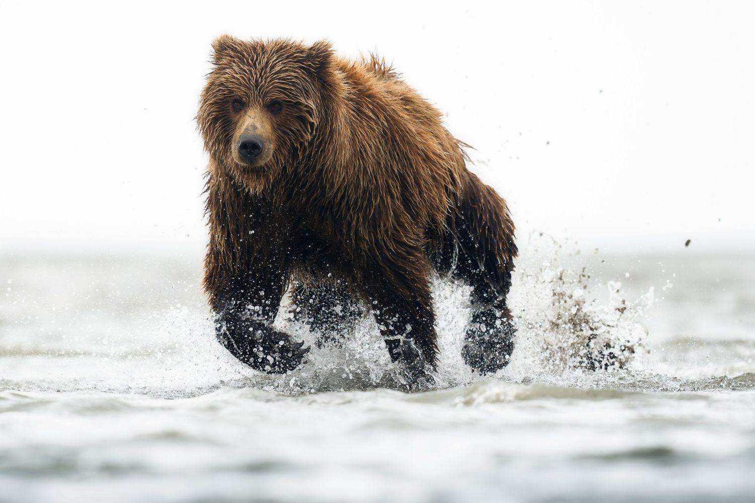 A brown bear splashes through shallow water while hunting for salmon in a river.