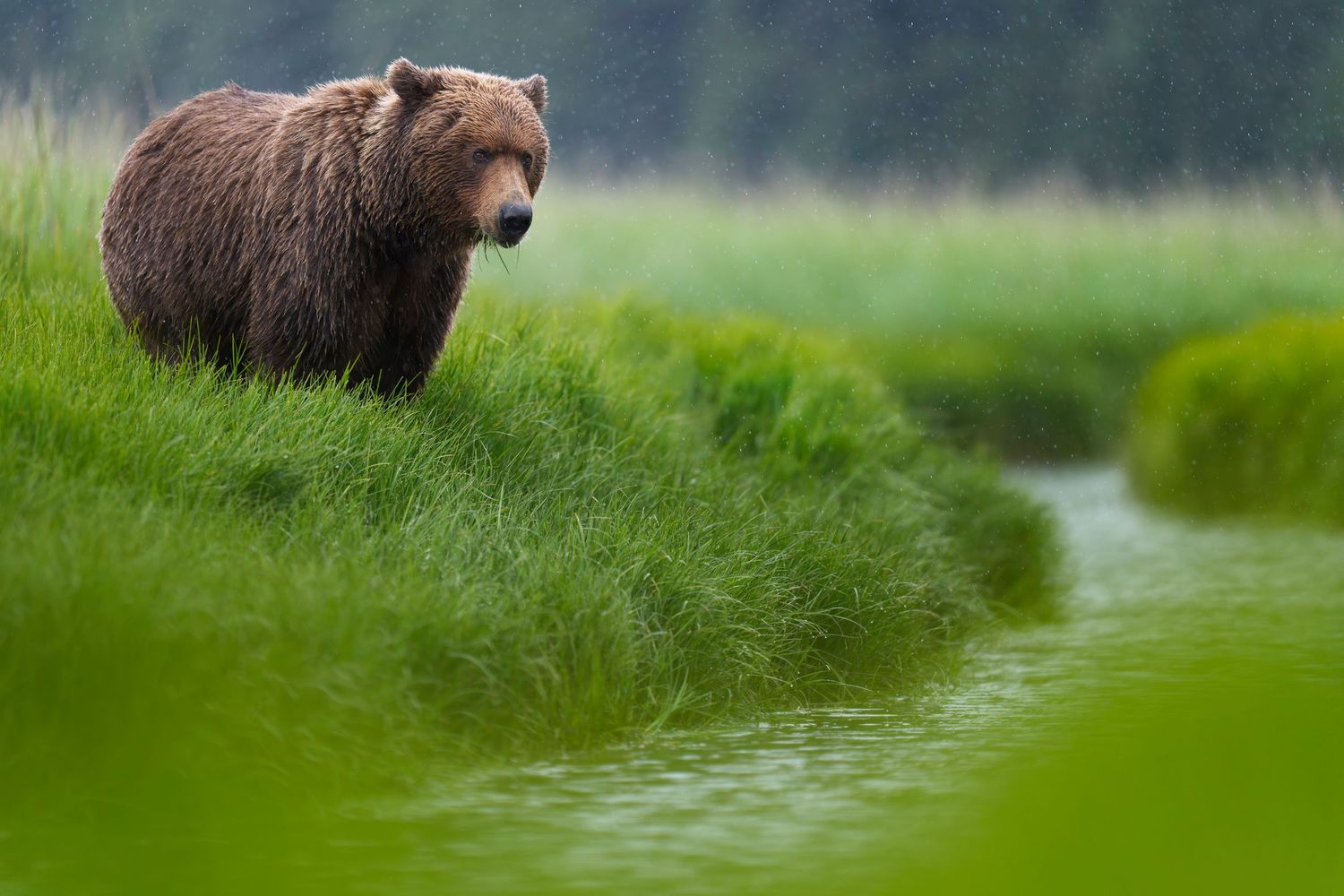 Brown grizzly bear walking through lush green grass in a meadow near a stream.