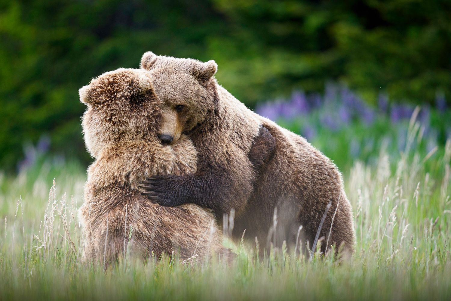 Brown grizzly bears forage in a meadow of wildflowers and tall grass during summer.