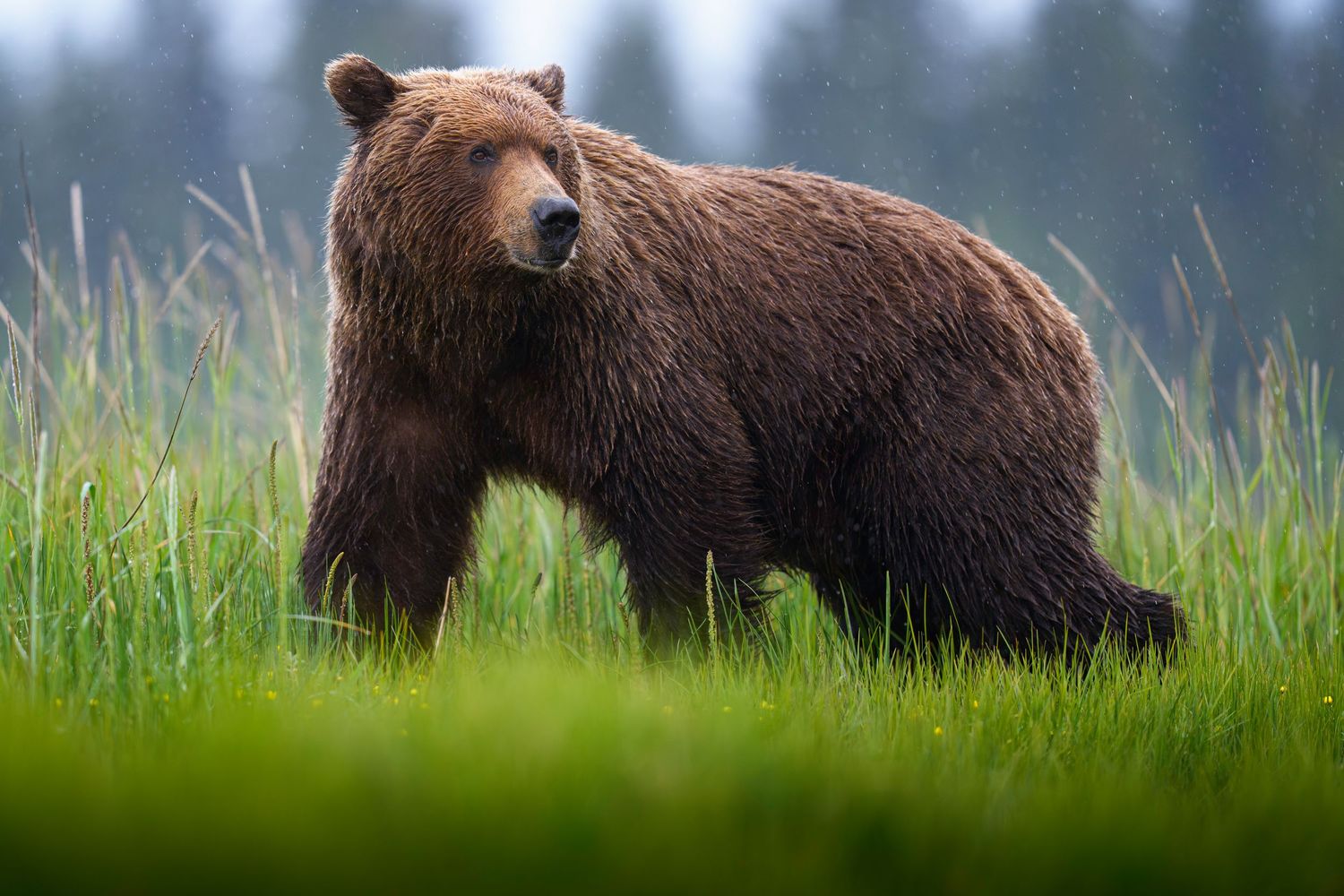 A large brown grizzly bear foraging in tall green grass with a mountainous background.