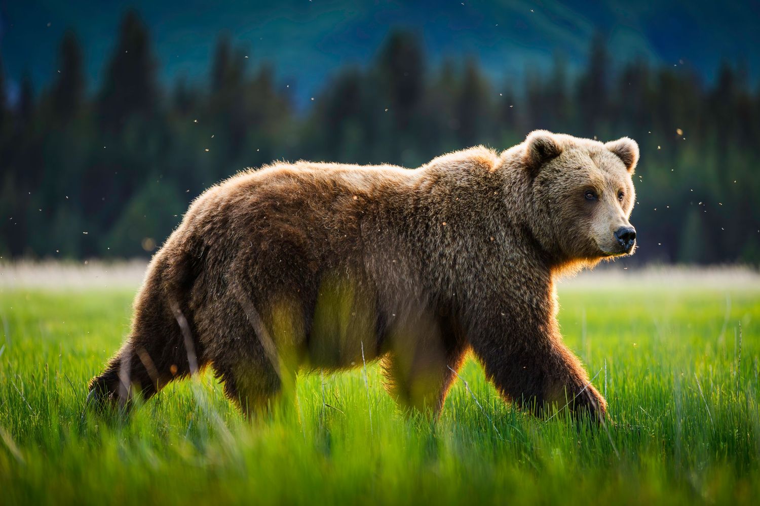 A grizzly bear walks through a green meadow in the wilderness with mountains and forest in the background.