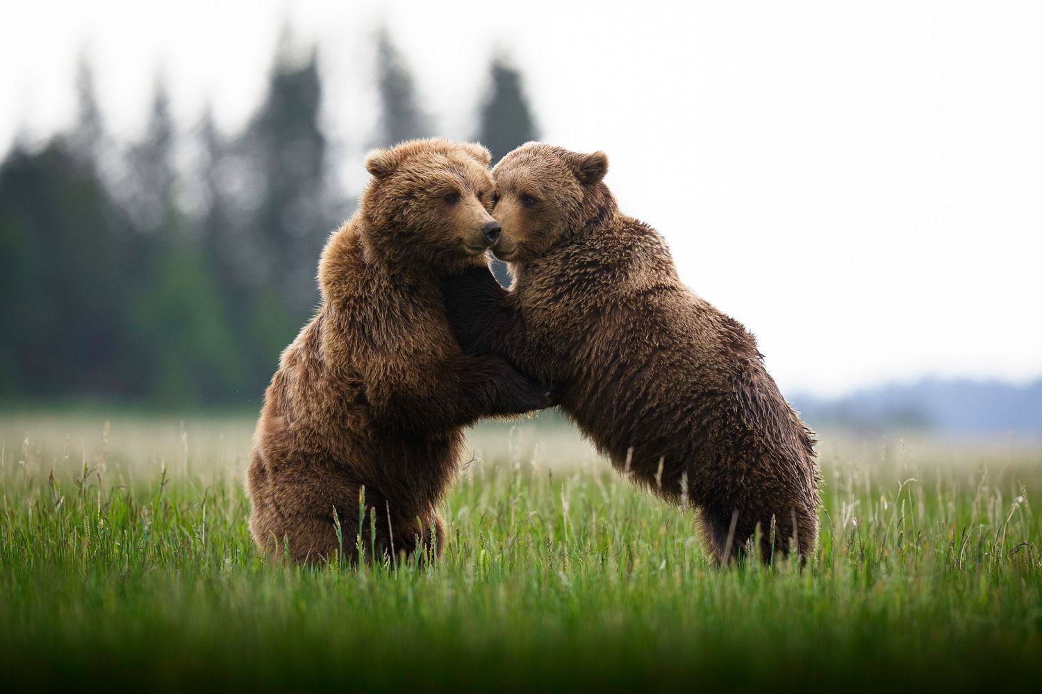Two brown bears playfully wrestle with each other while standing in a grassy meadow with evergreen trees in background.
