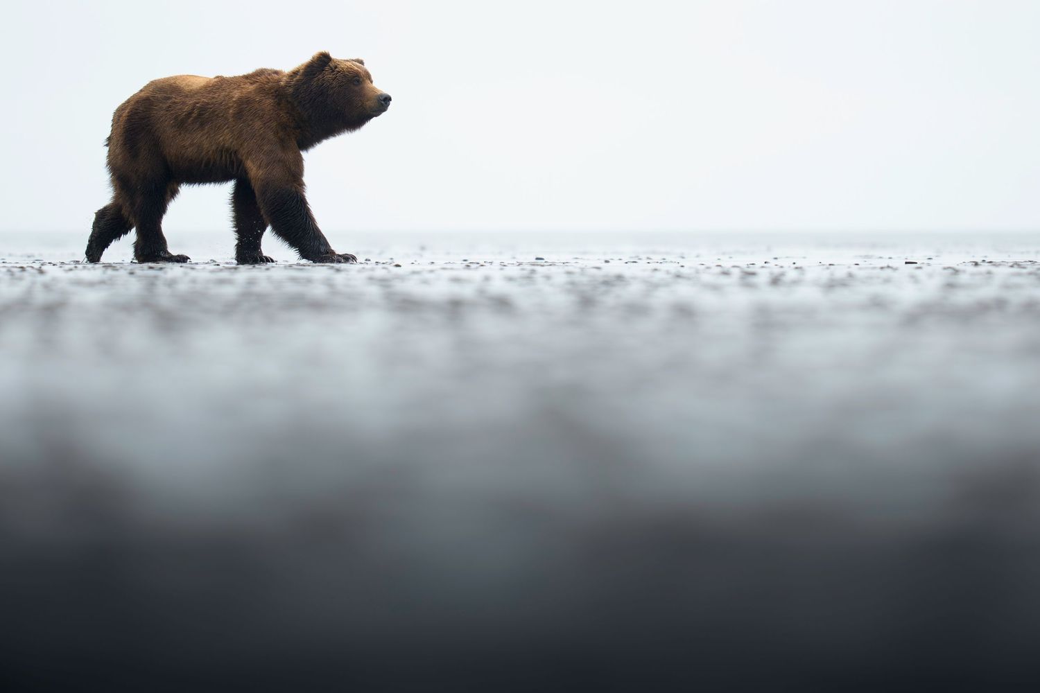 A brown bear silhouette walks across a snowy landscape against a misty white background.