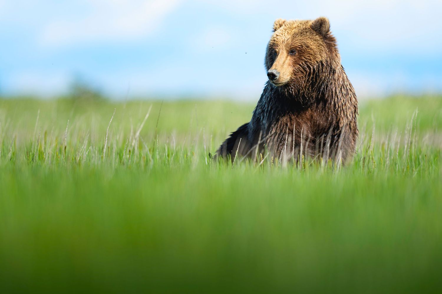 A large brown grizzly bear stands alert in tall green grass against a bright blue sky background.