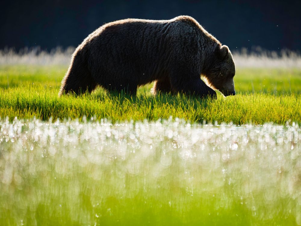 Silhouette of a brown bear walking through a sunlit meadow with white wildflowers in bloom.