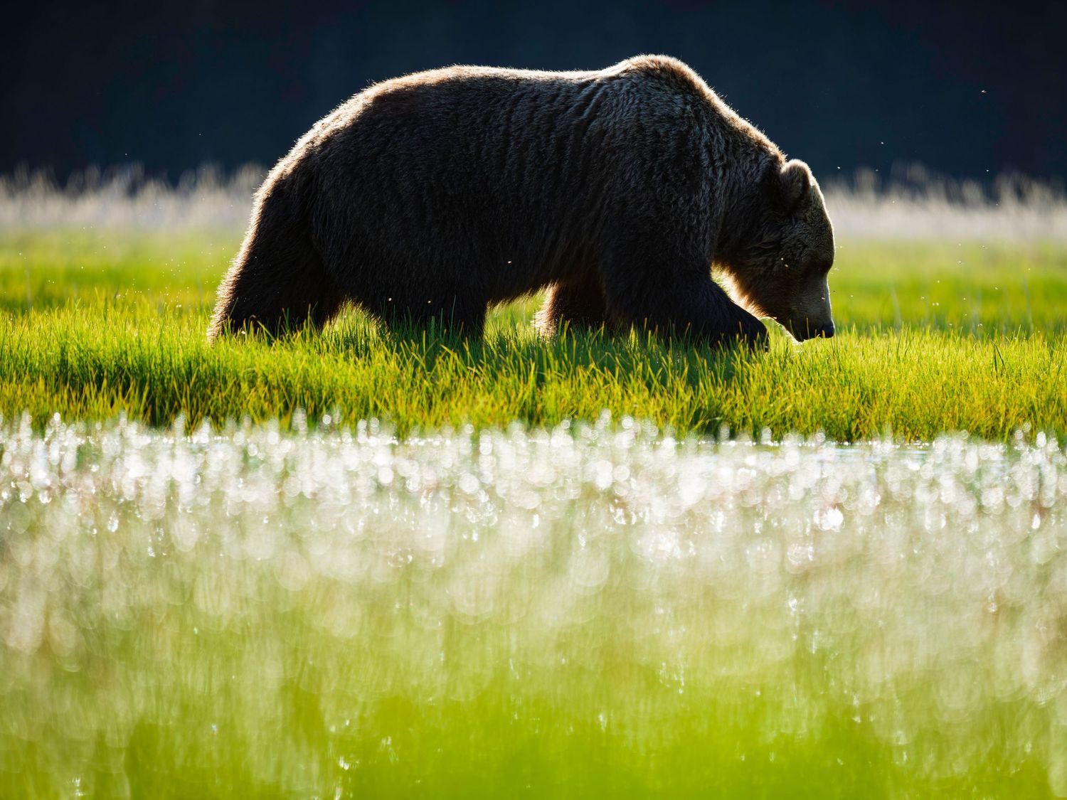 Silhouette of a brown bear walking through a sunlit meadow with white wildflowers in bloom.