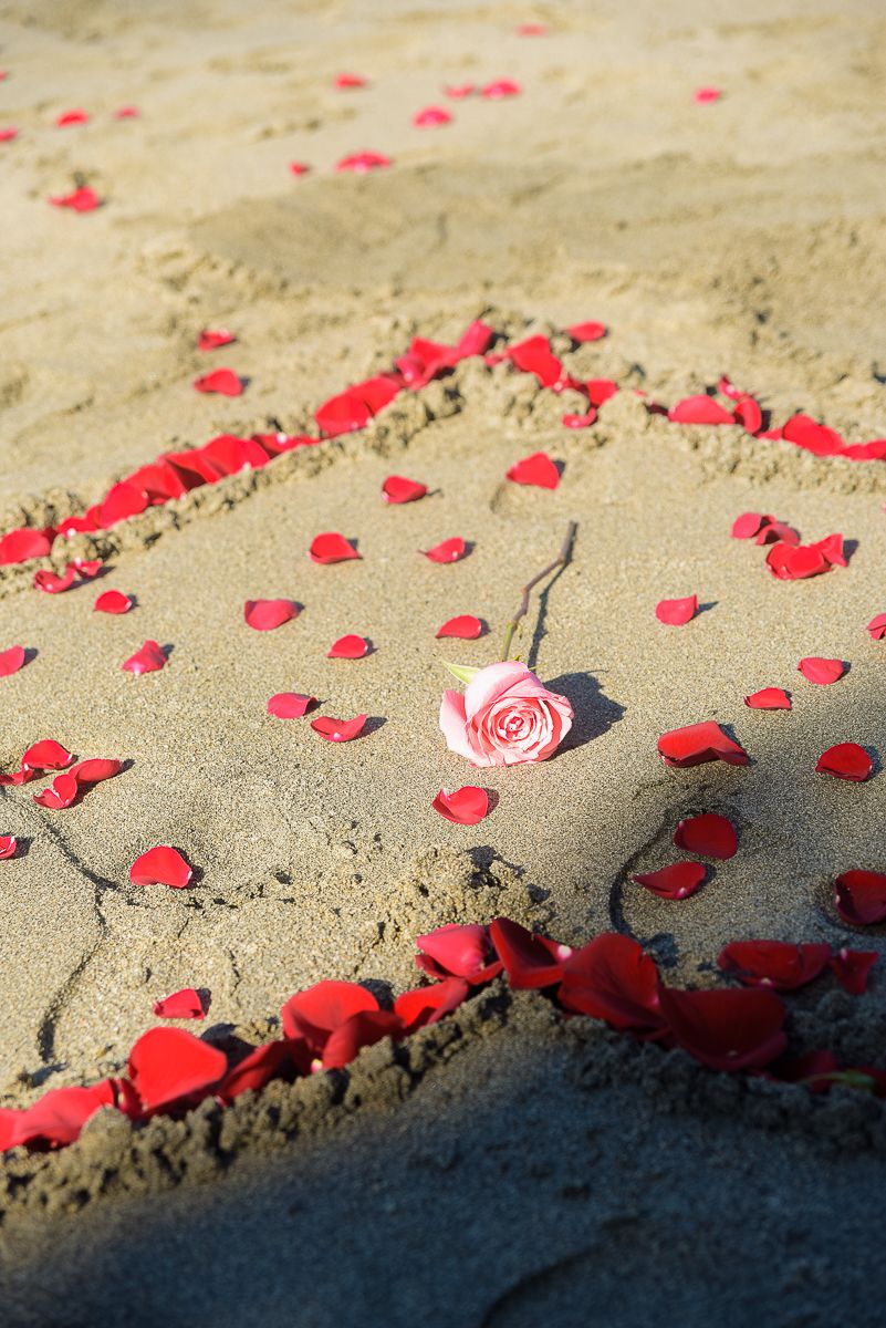 Red rose petals scattered on sandy beach with a single pink rose creating a romantic seaside scene.