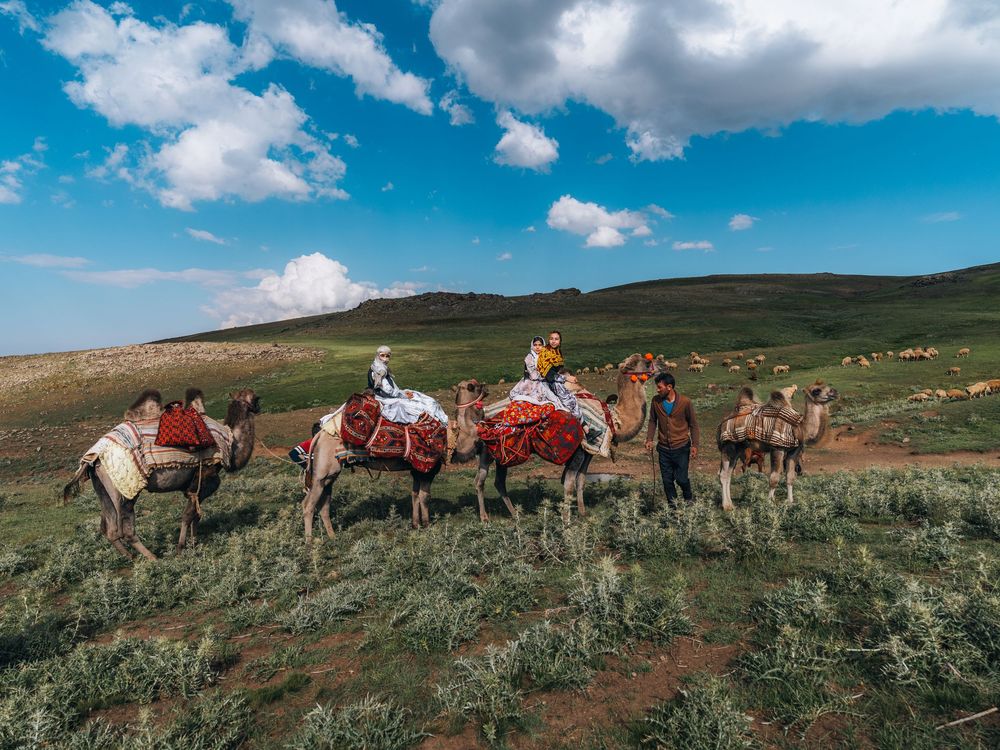 Shahsavan nomads and their camels migrating across the slopes of Mount Sabalan, Iran.