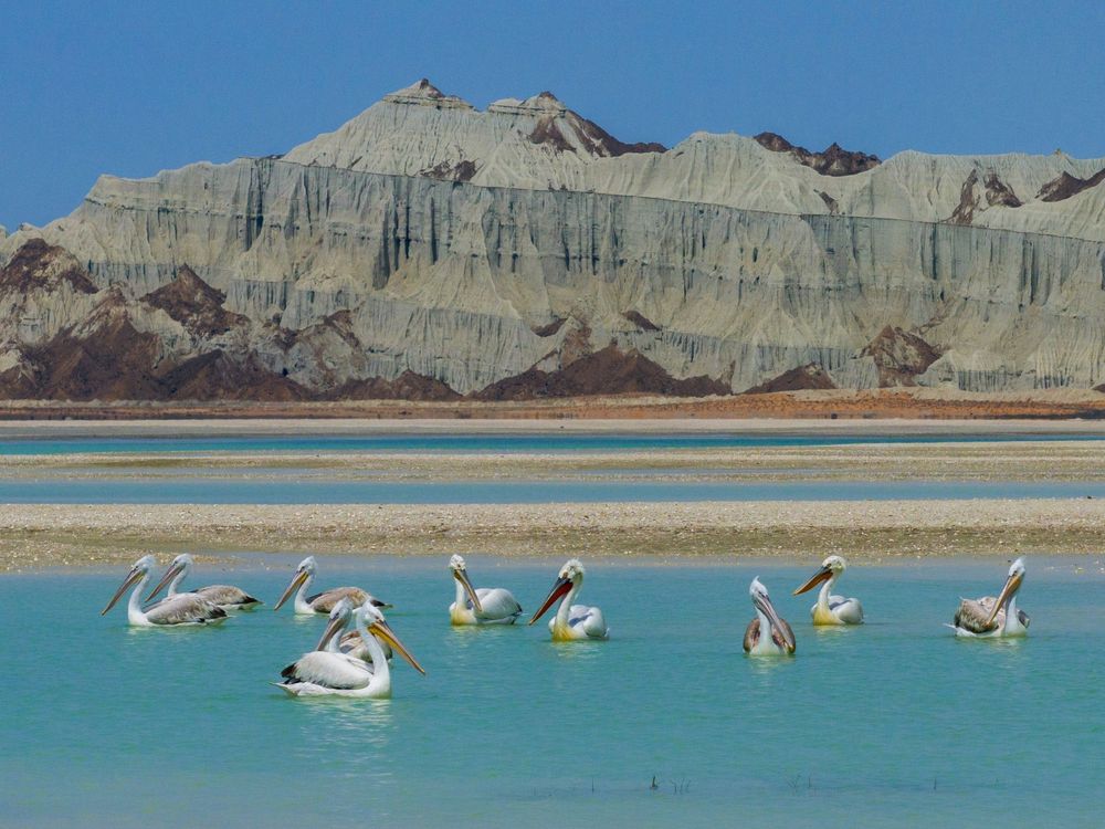 Pelicans on turquoise water at Chabahar, Iran, with eroded cliff formations in the background.