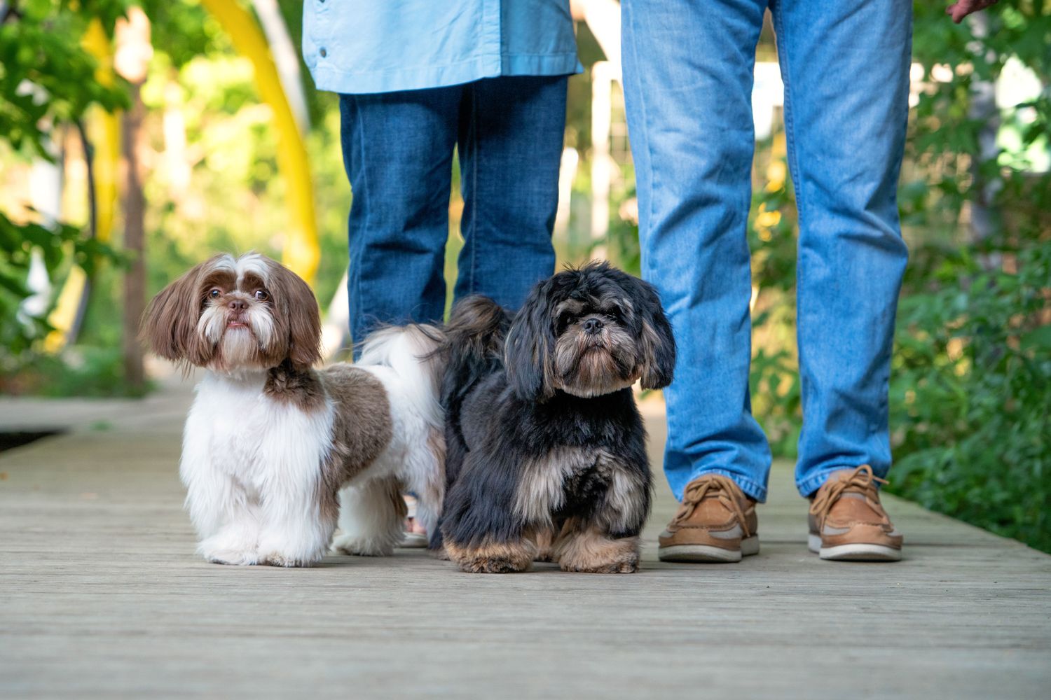 Dogs and owners on a peaceful trail during a Houston pet photography session.