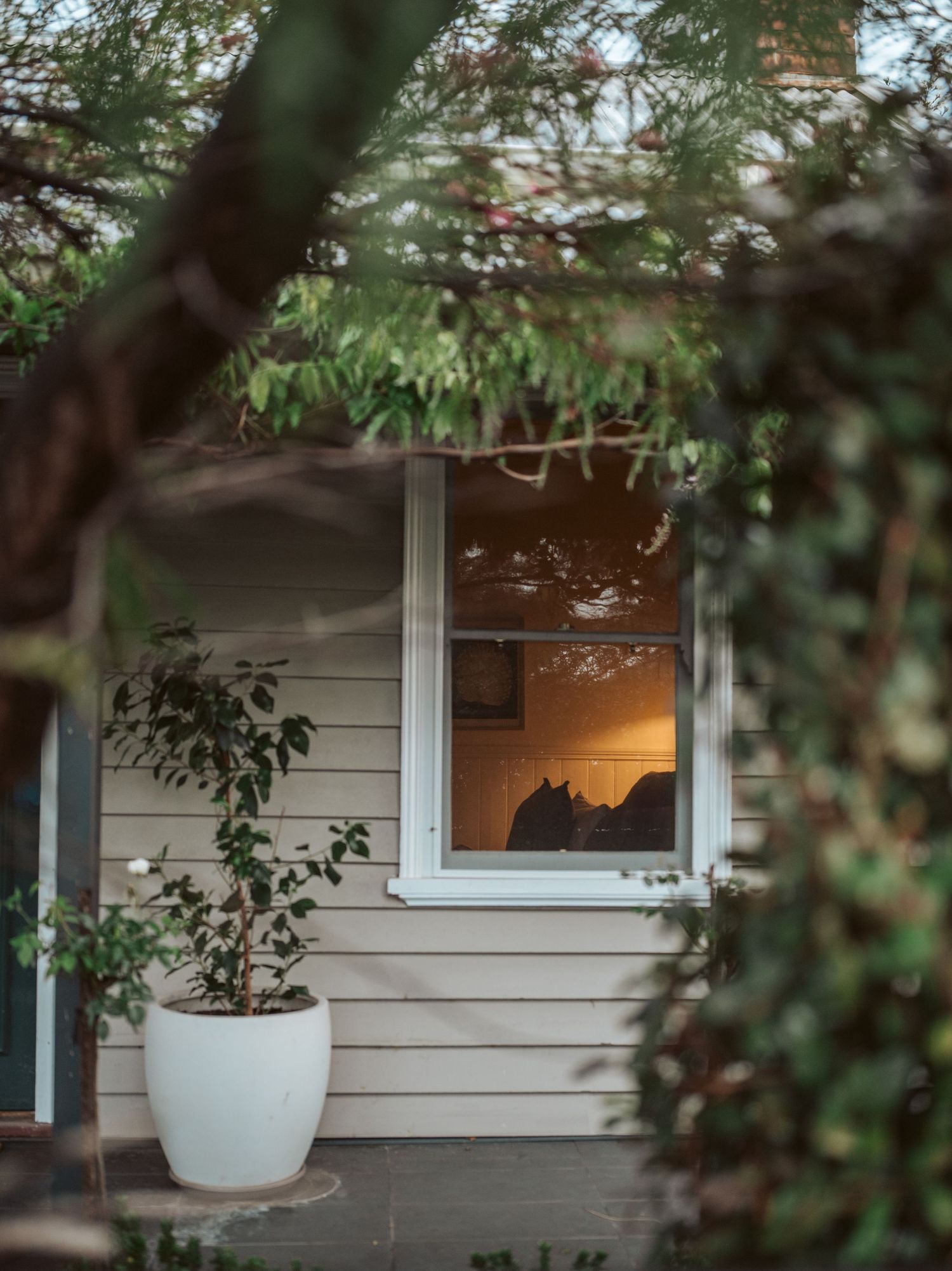 Weatherboard cottage window with warm glow, framed by lush greenery and white potted plant creating inviting Australian charm.