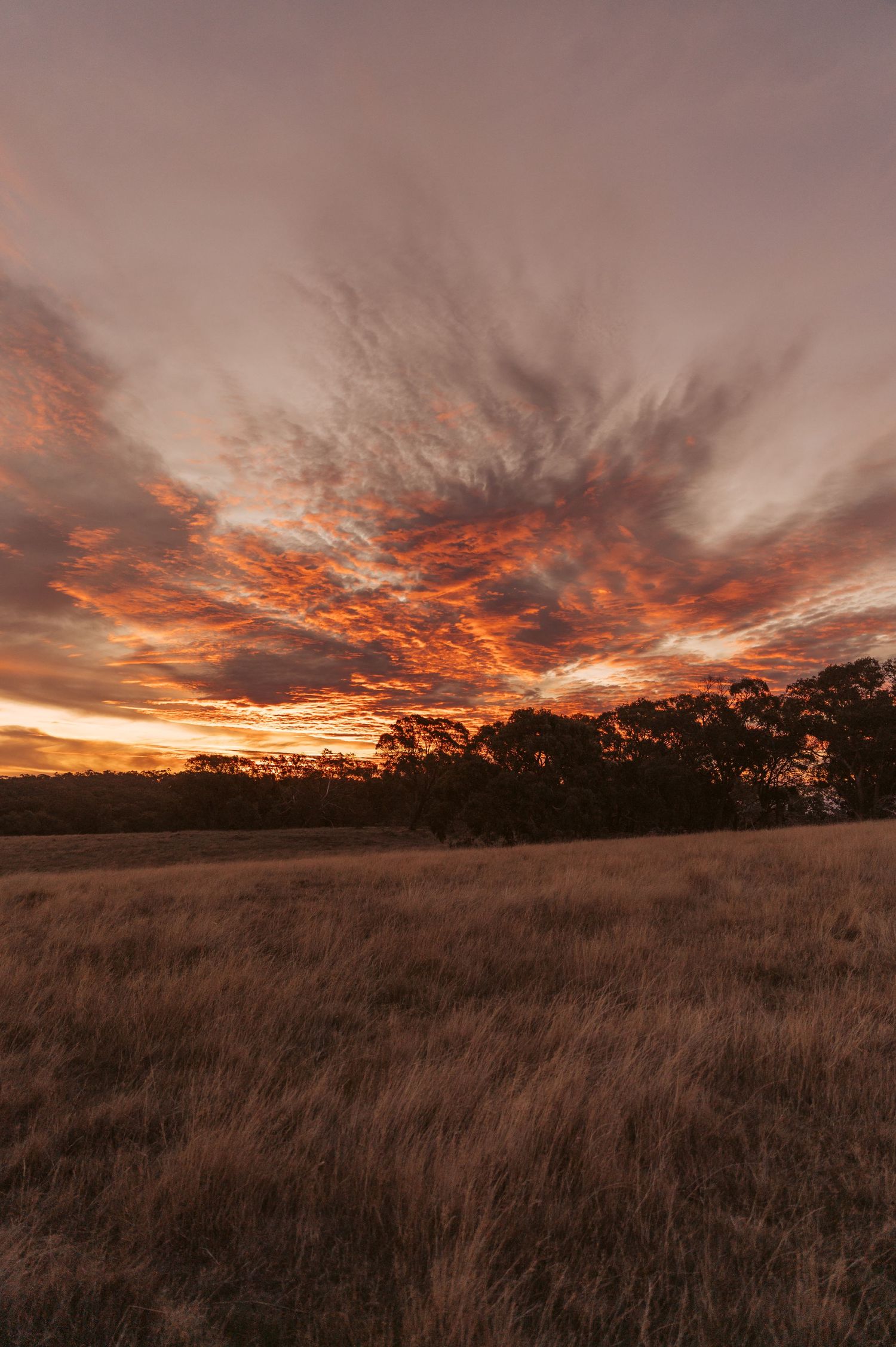 Dramatic sunset over Australian countryside with fiery orange clouds illuminating golden grassland and silhouetted eucalyptus trees.