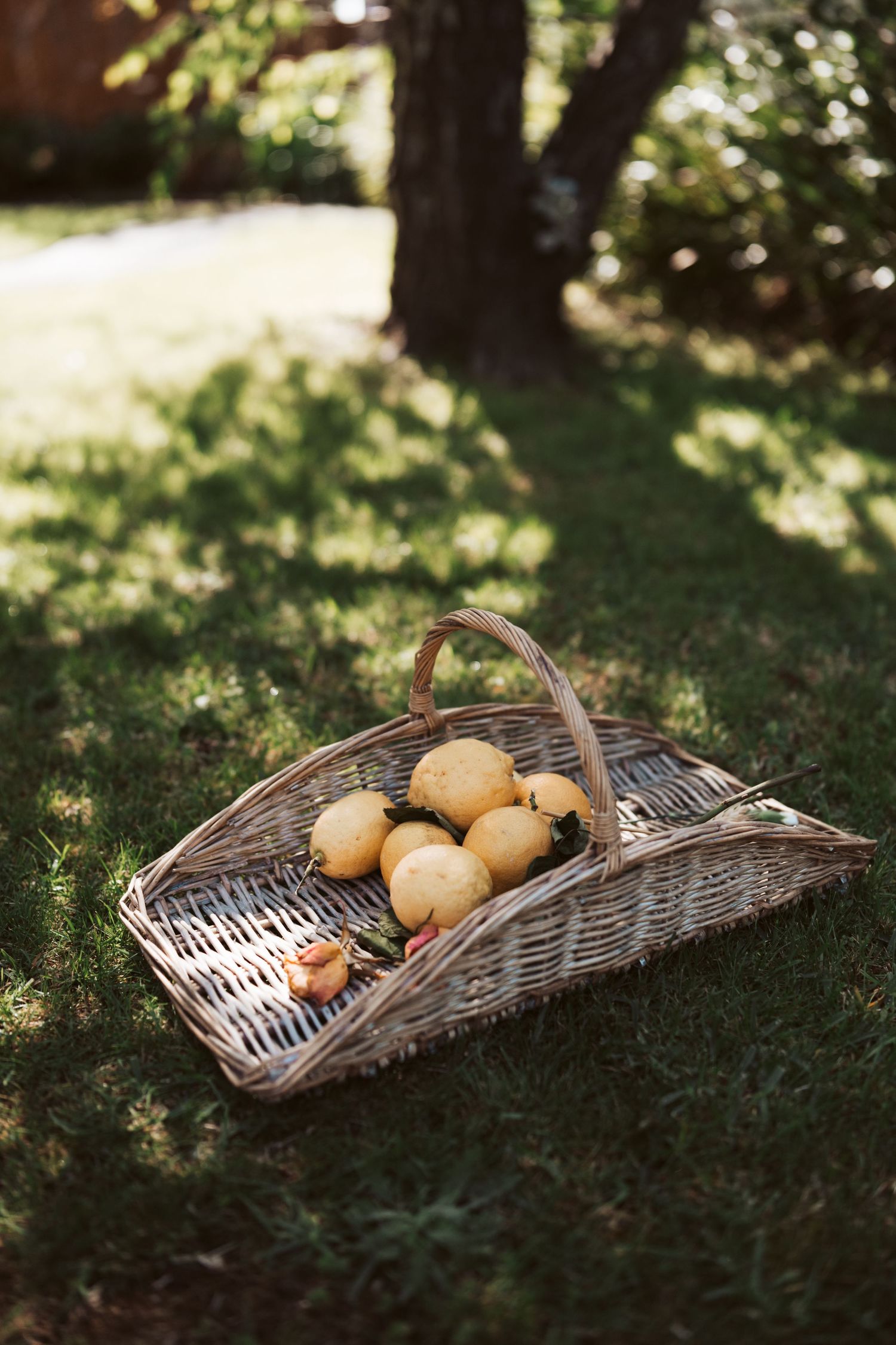 Fresh yellow lemons in a vintage wicker basket sitting on dappled grass. Soft sunlight creates a warm, garden-fresh atmosphere.
