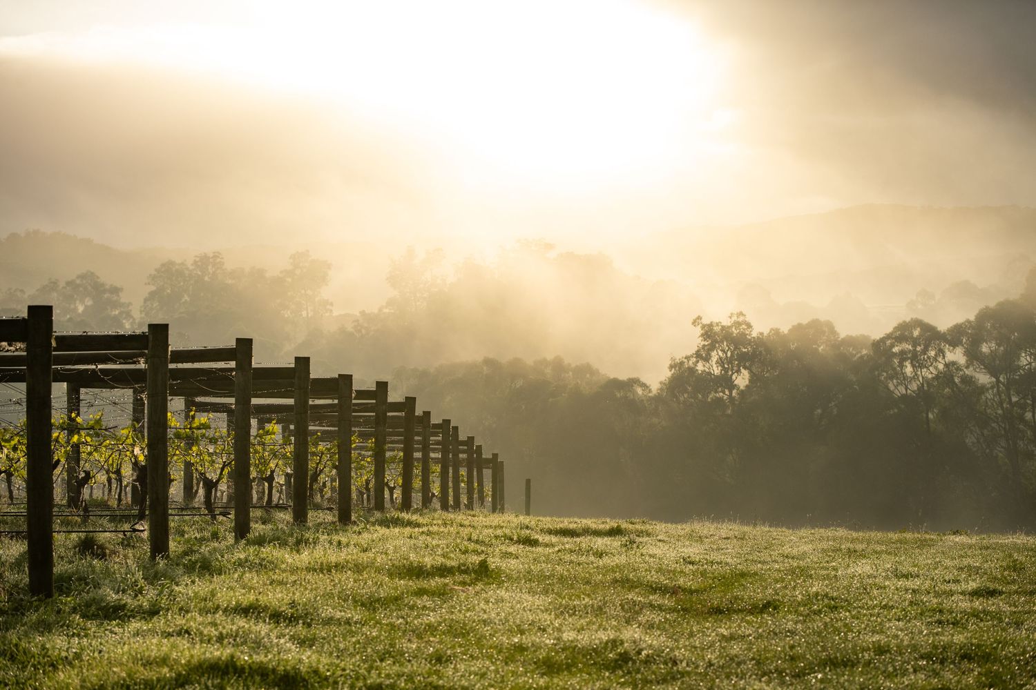 Misty sunrise over vineyard with golden light filtering through morning fog, illuminating rows of vine trellises in Australian wine region.