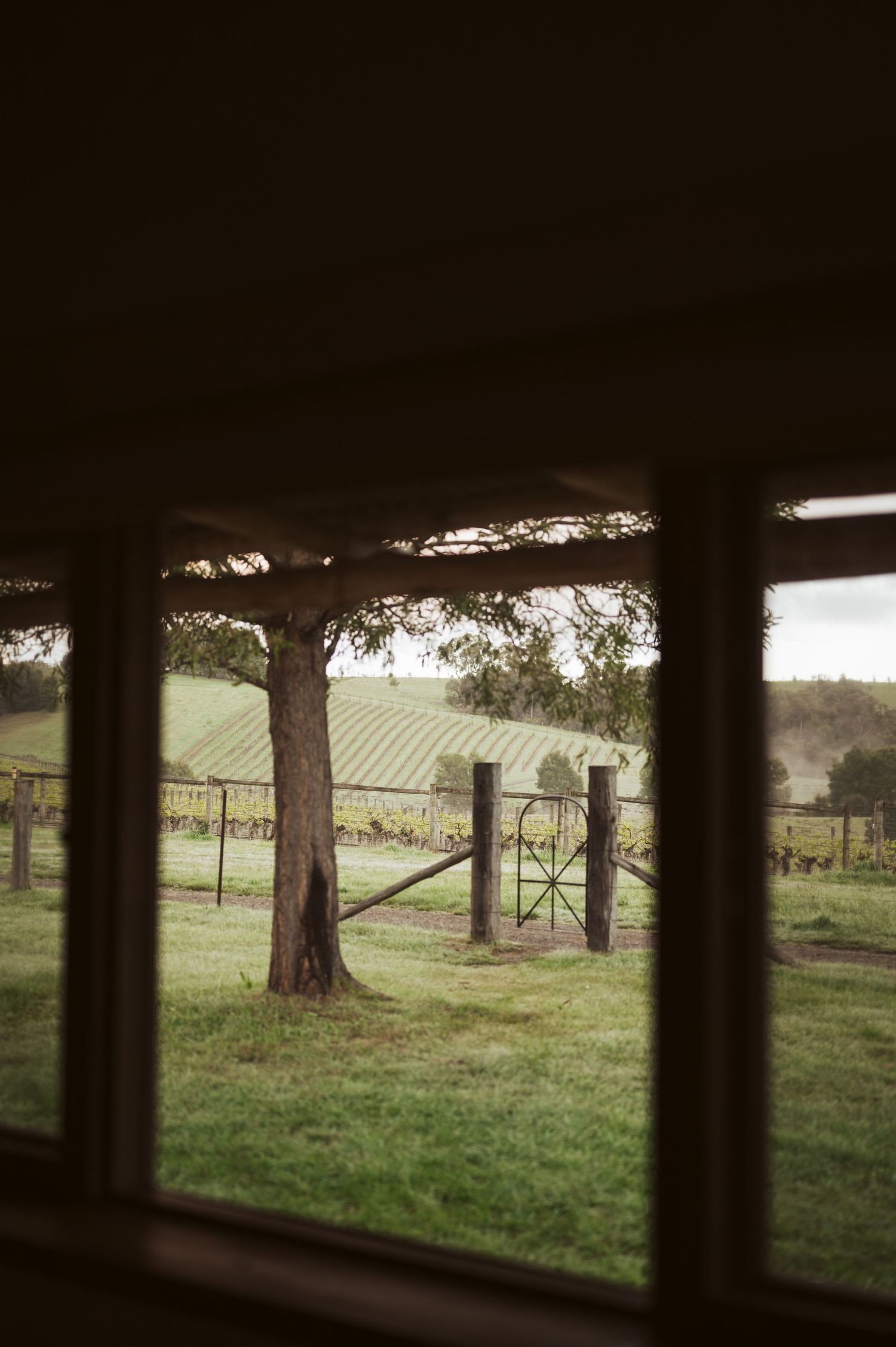 View through window frame of Australian vineyard with neat rows of vines, rustic wooden gate and eucalyptus trees in countryside setting.